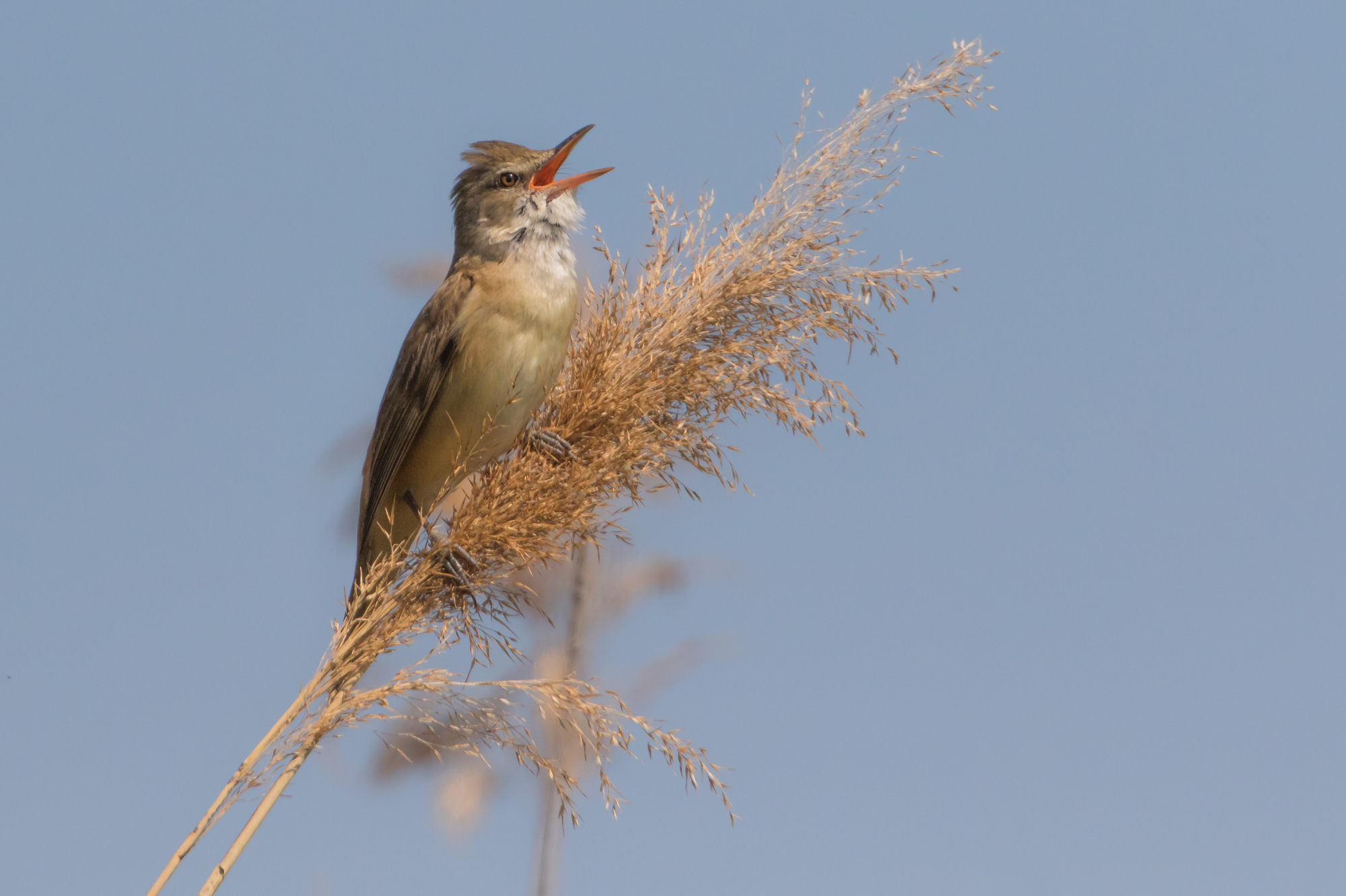 Great Reed Warbler.