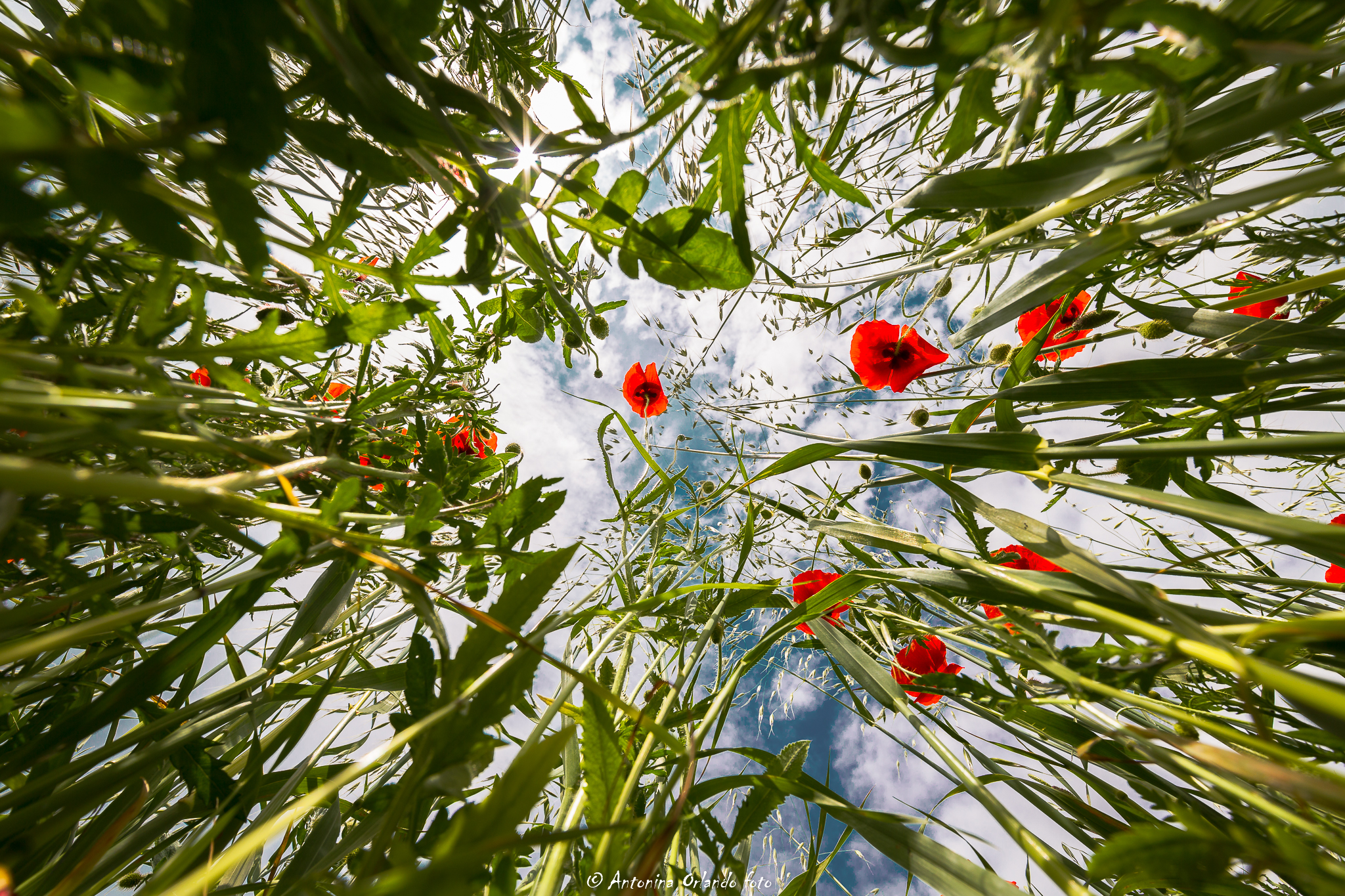 Poppies are tall, tall, tall.....