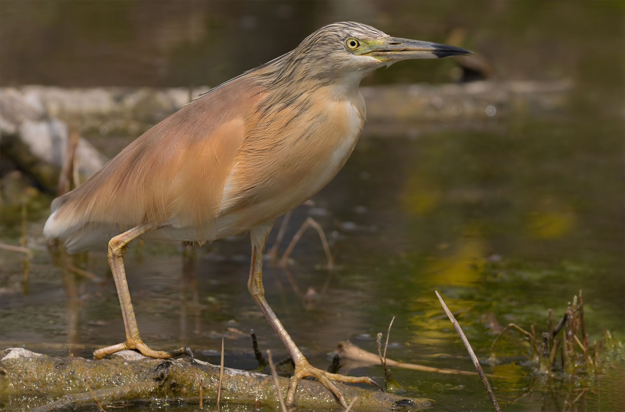 Sgarza Ciuffetto-Oasi Lago di Porta