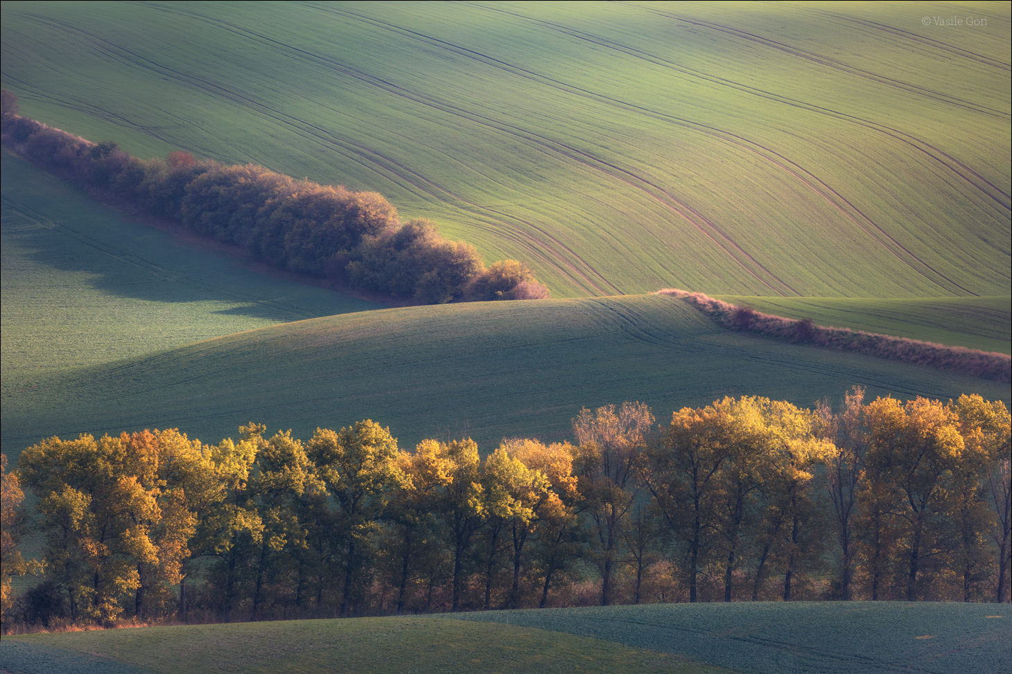 Rhythms of Moravia