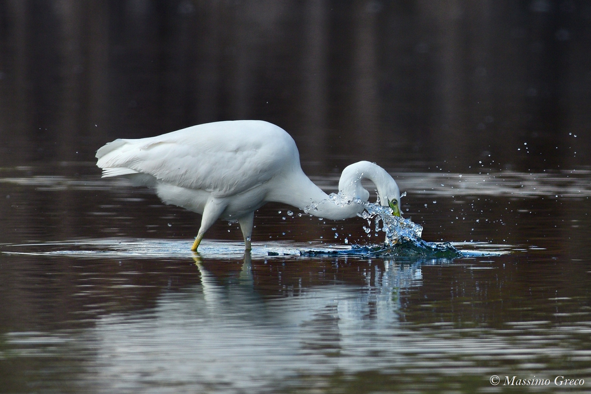 Greater White Heron