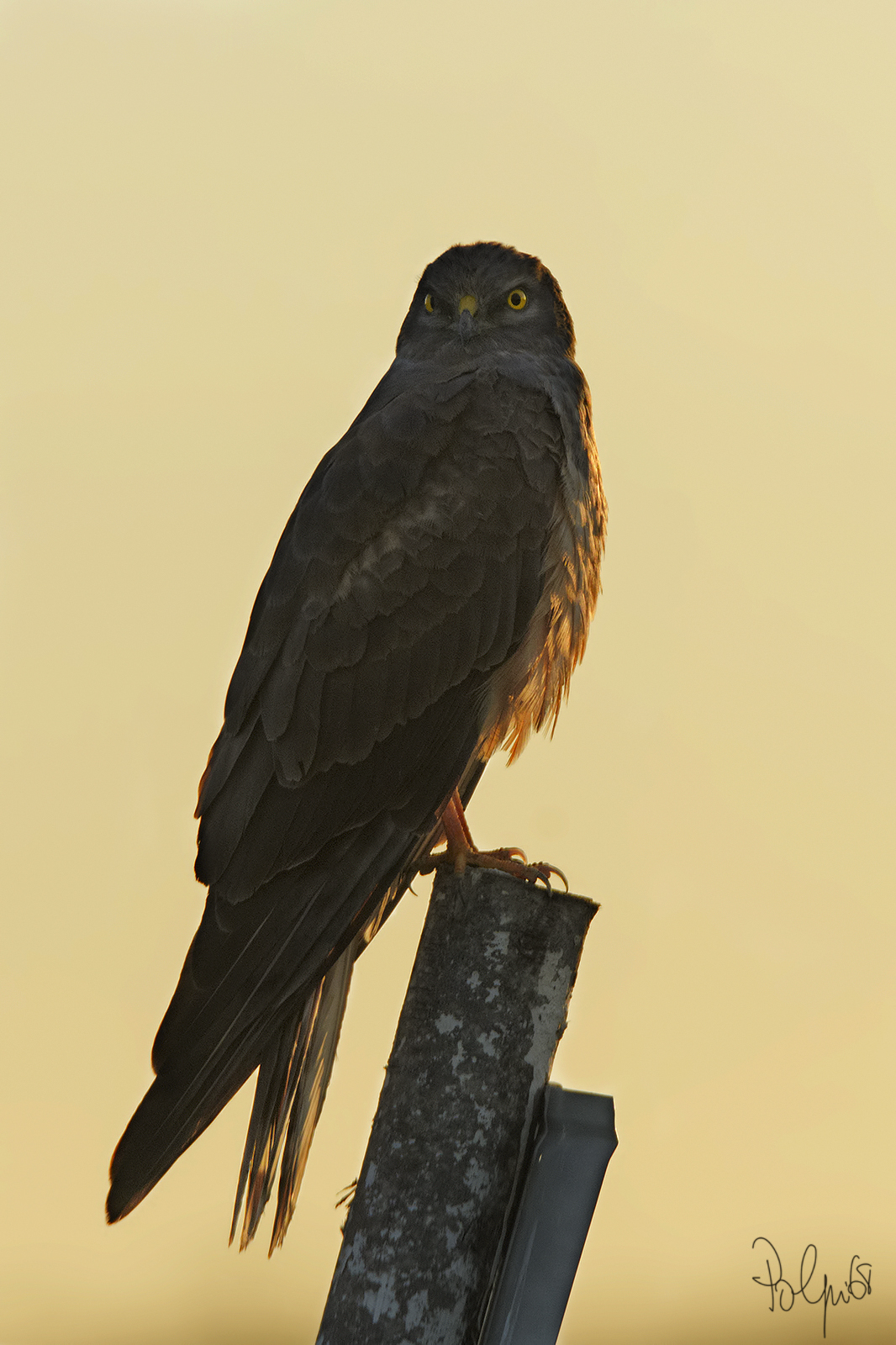 Albanella Minore controluce