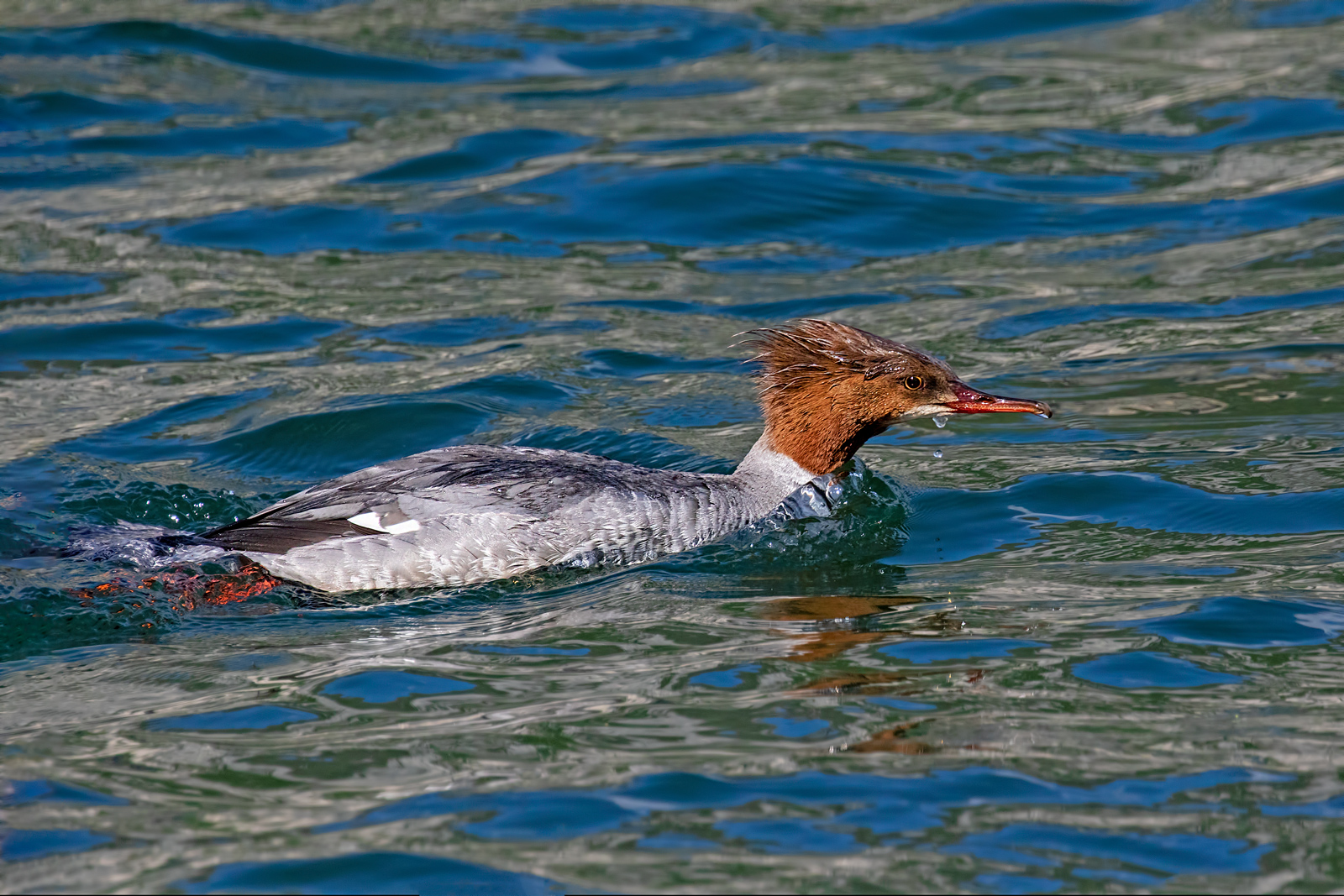 Merganser