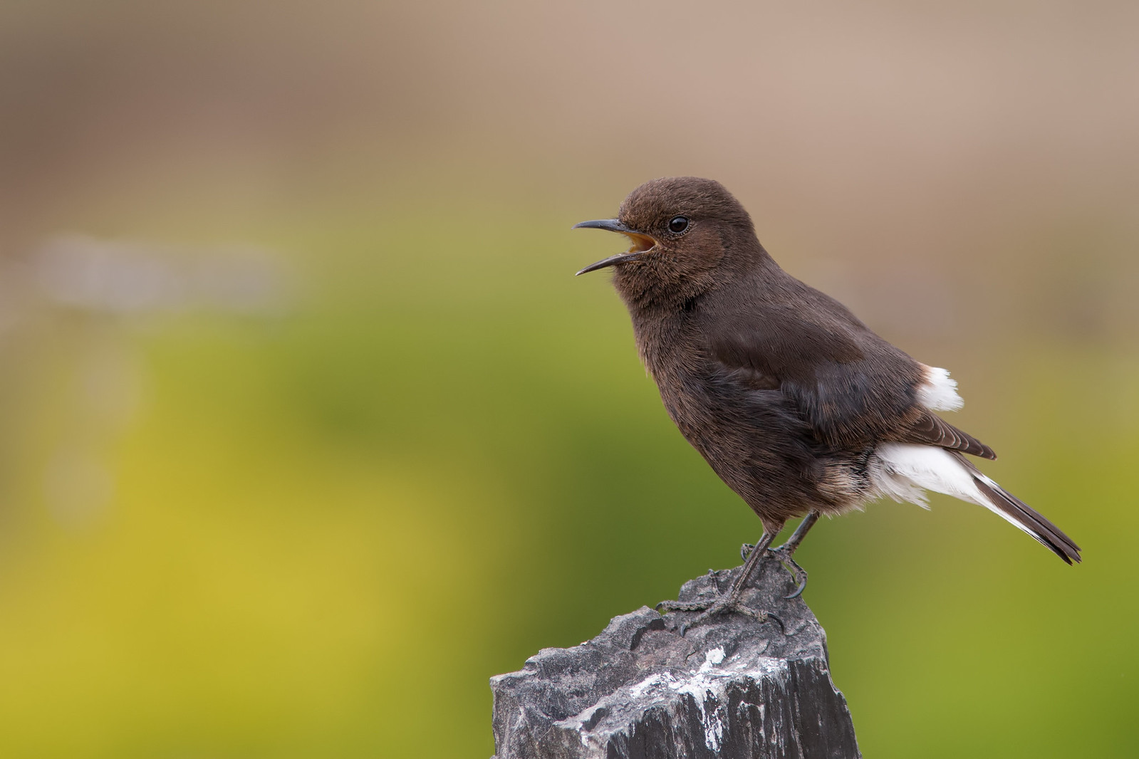 Oenanthe leucura - Black Wheatear, female