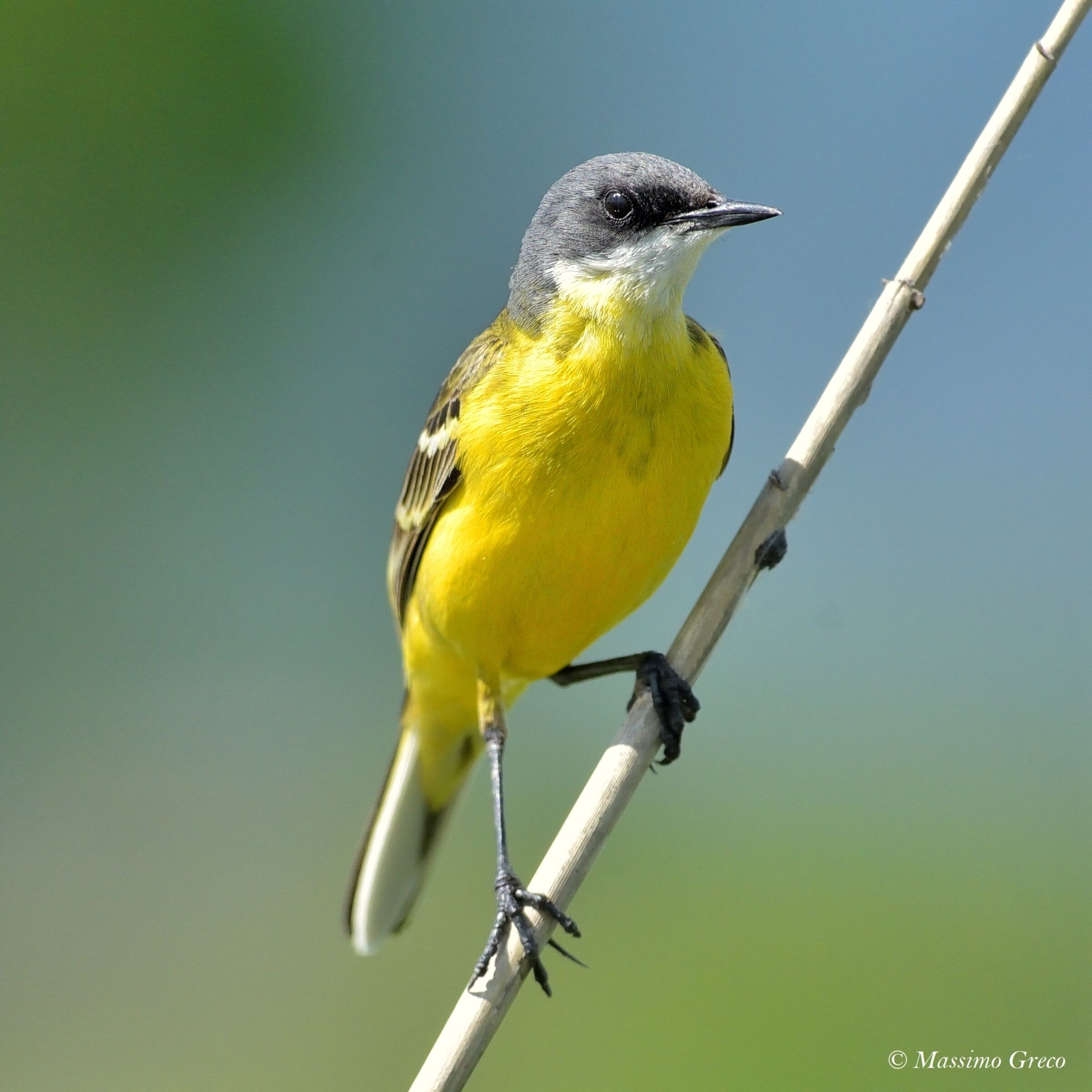 Yellow Wagtail