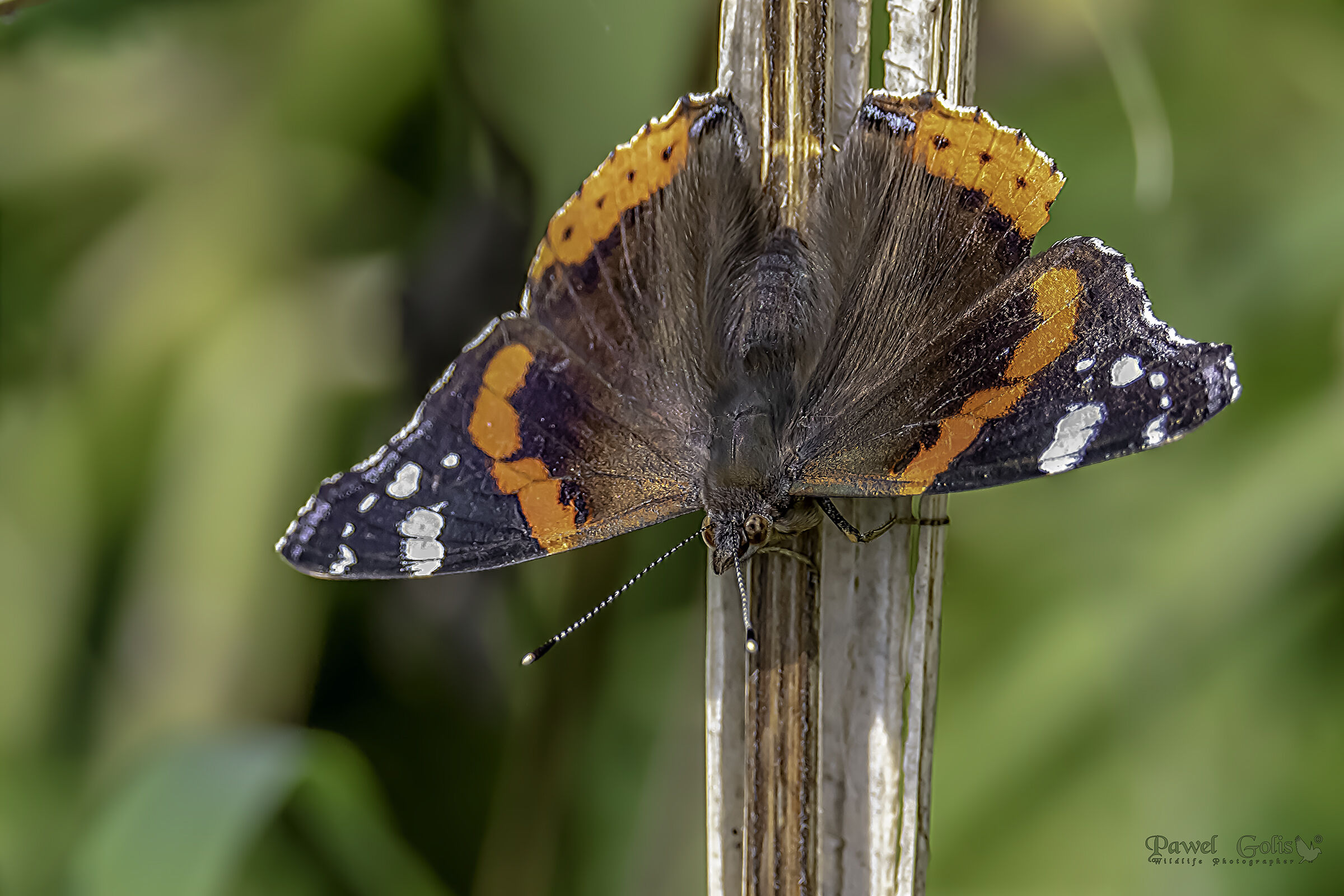 Il piccolo guscio di tartaruga (Aglais urticae)