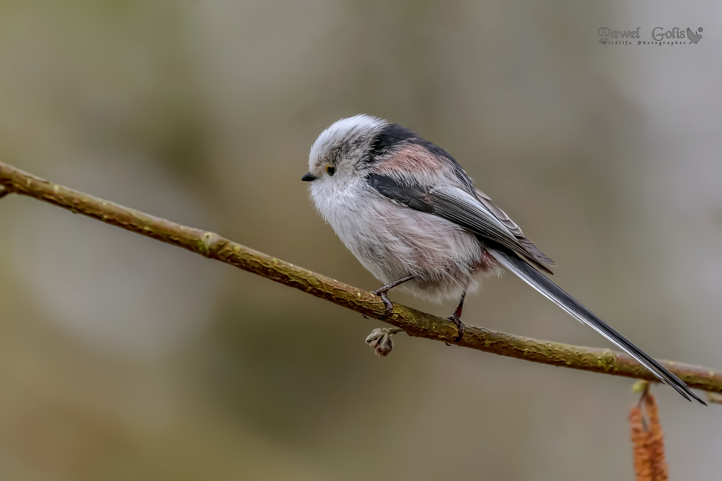 Bushtit dalla coda lunga (Aegithalos caudatus)