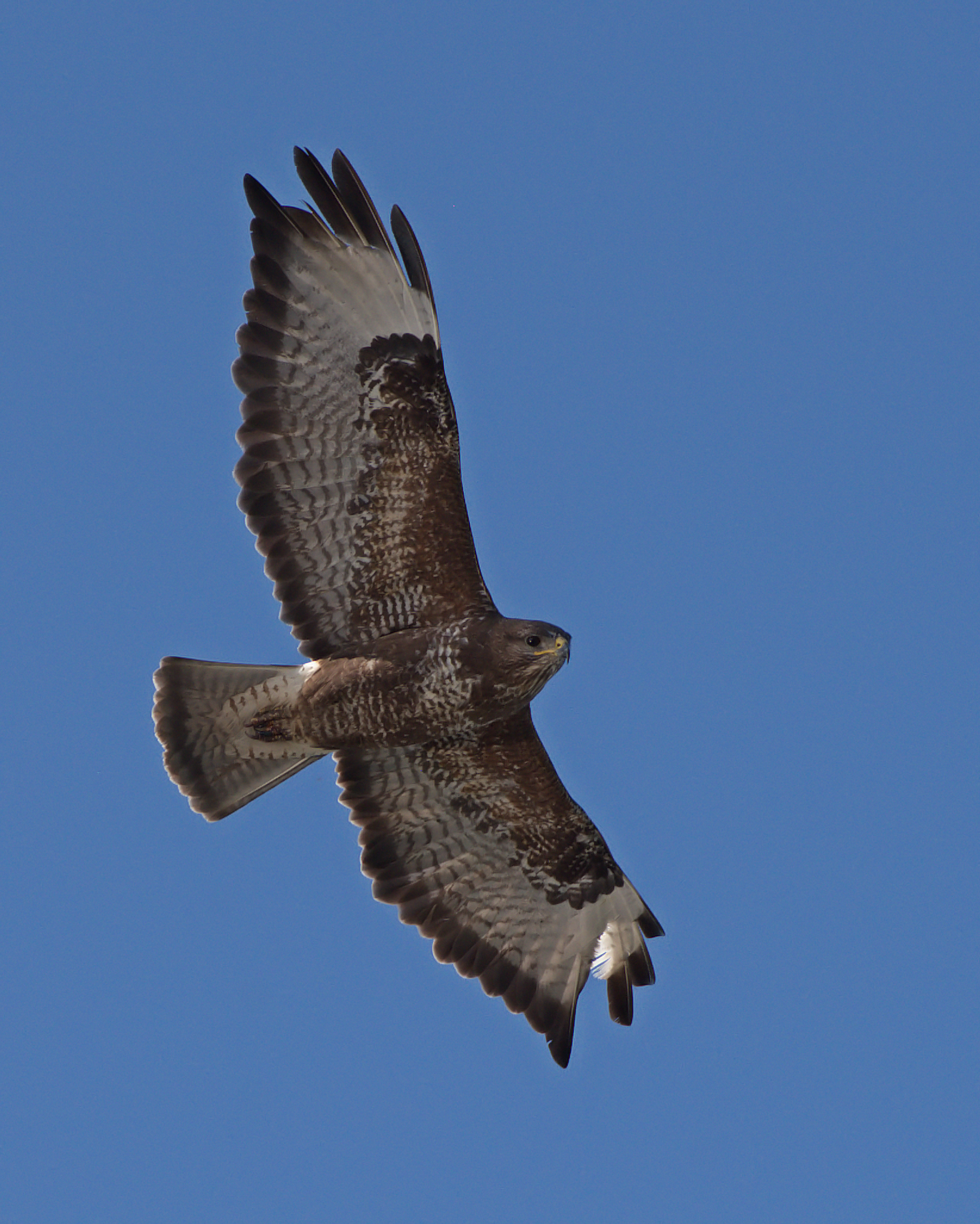 buzzard