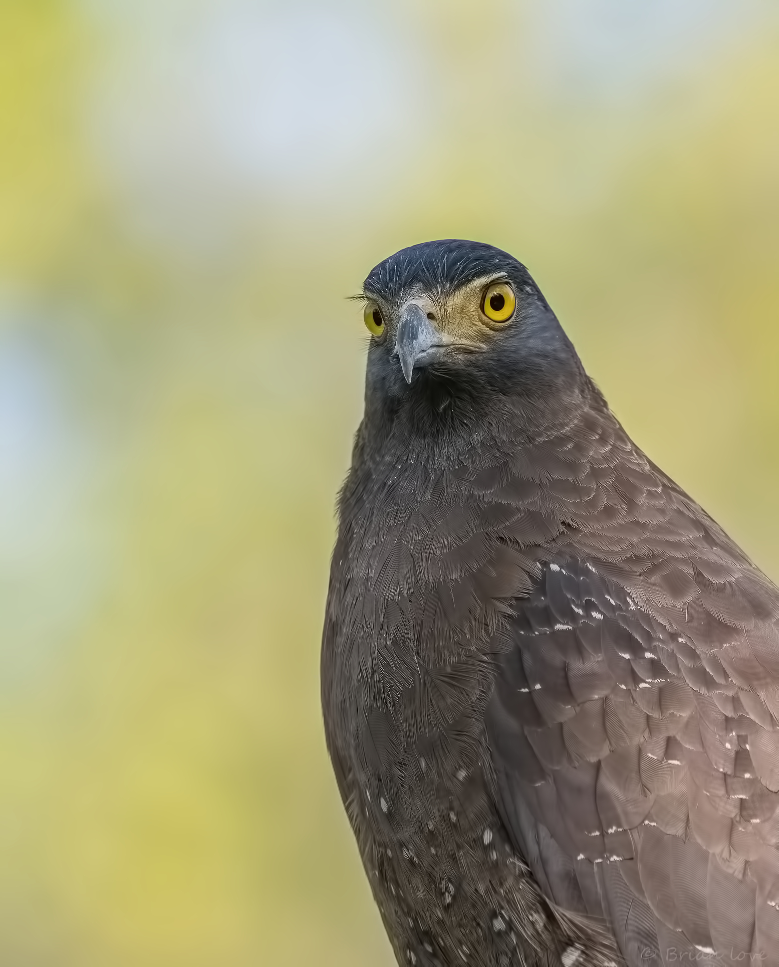 Crested Serpent Eagle Female(Spilornis cheela)