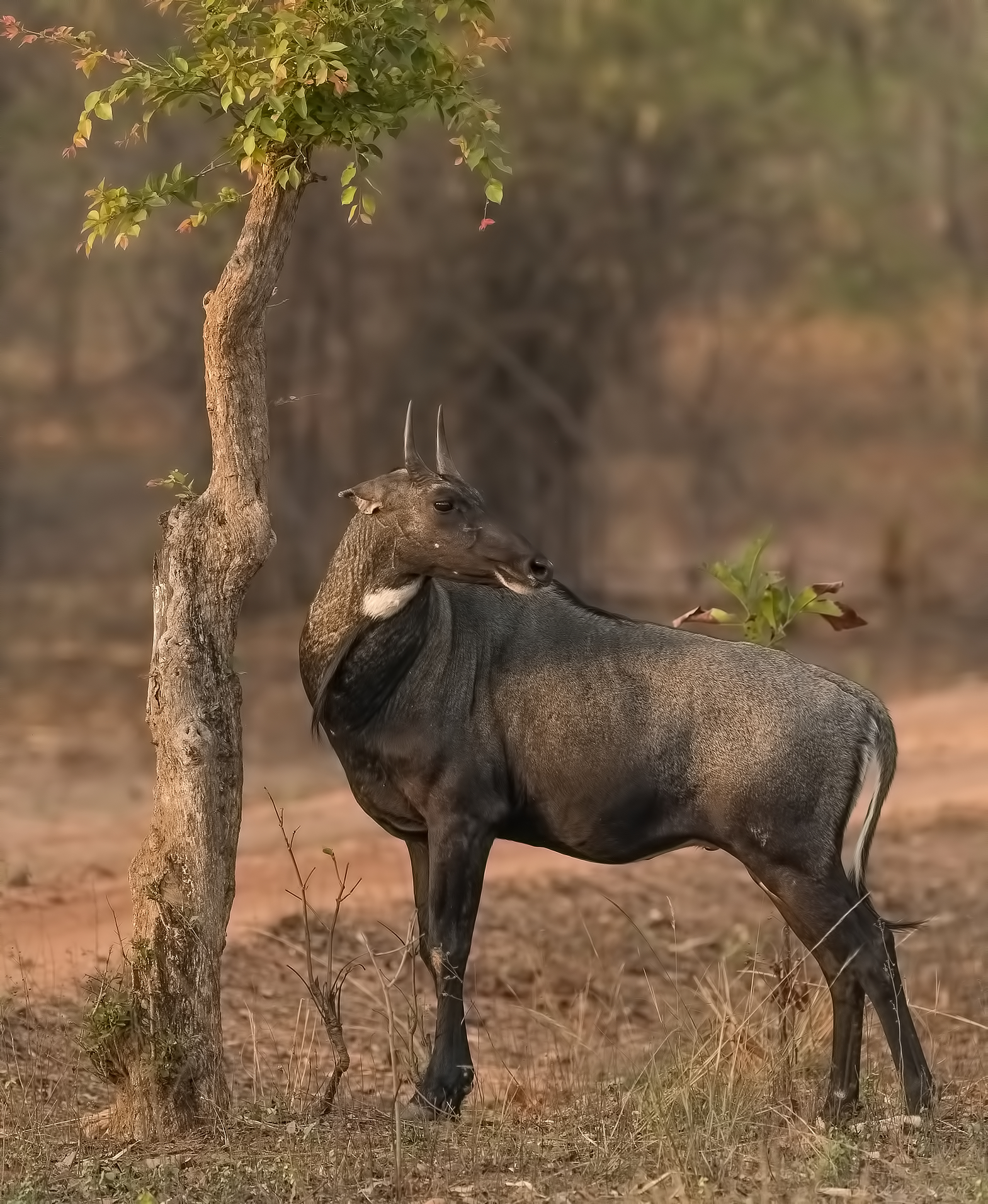Nilgai(Boselaphus tragocamelus)
