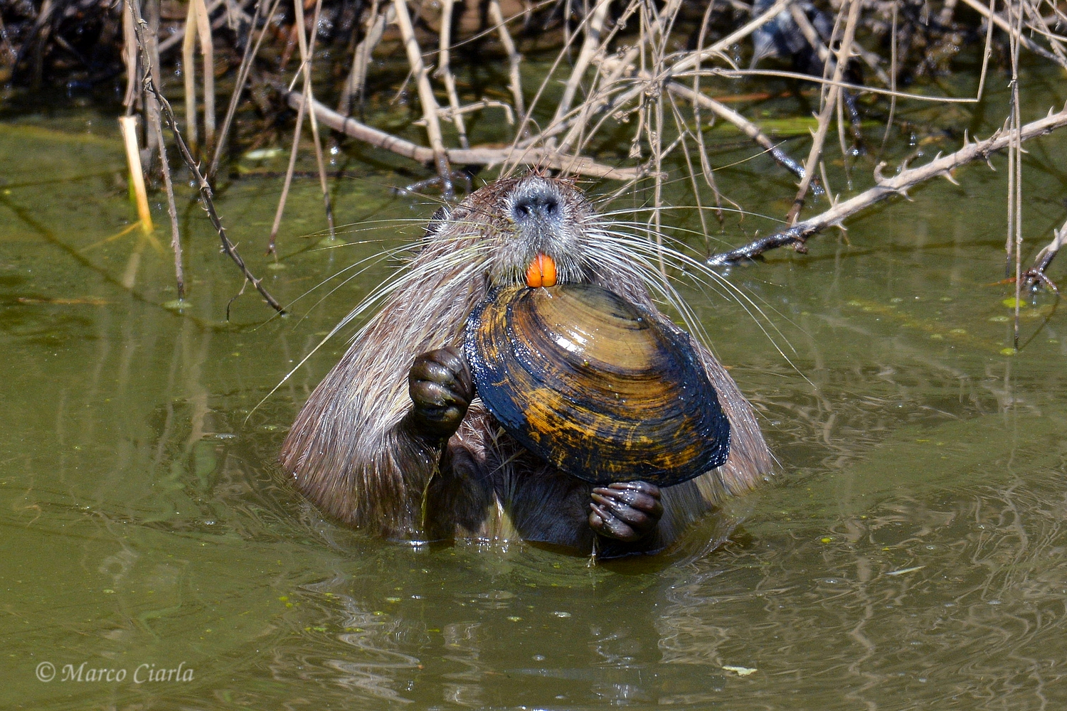 Nutria .. e una  Anodonta cygnea