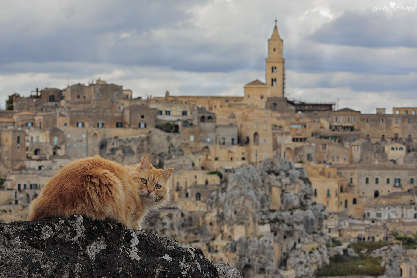 Matera e... i suoi Gatti