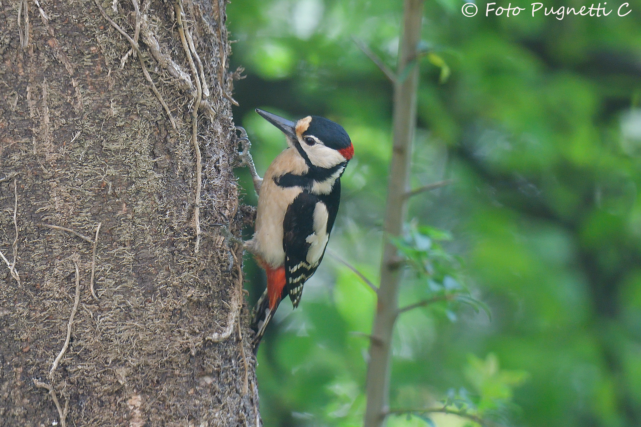 Senior Red Woodpeckers