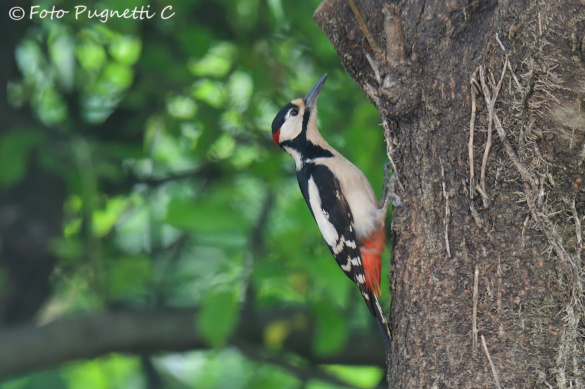 Senior Red Woodpeckers