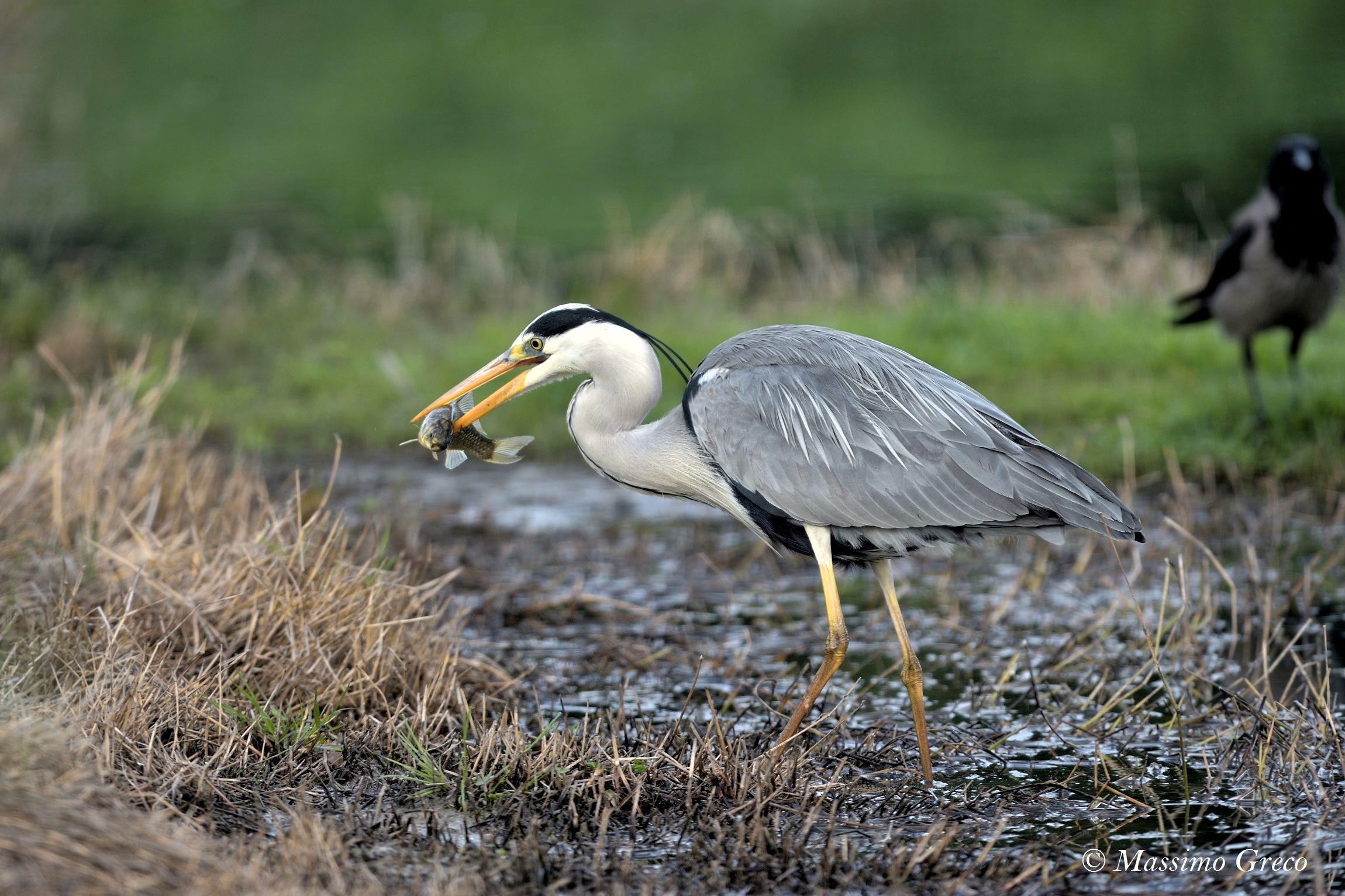 Grey Heron at breakfast