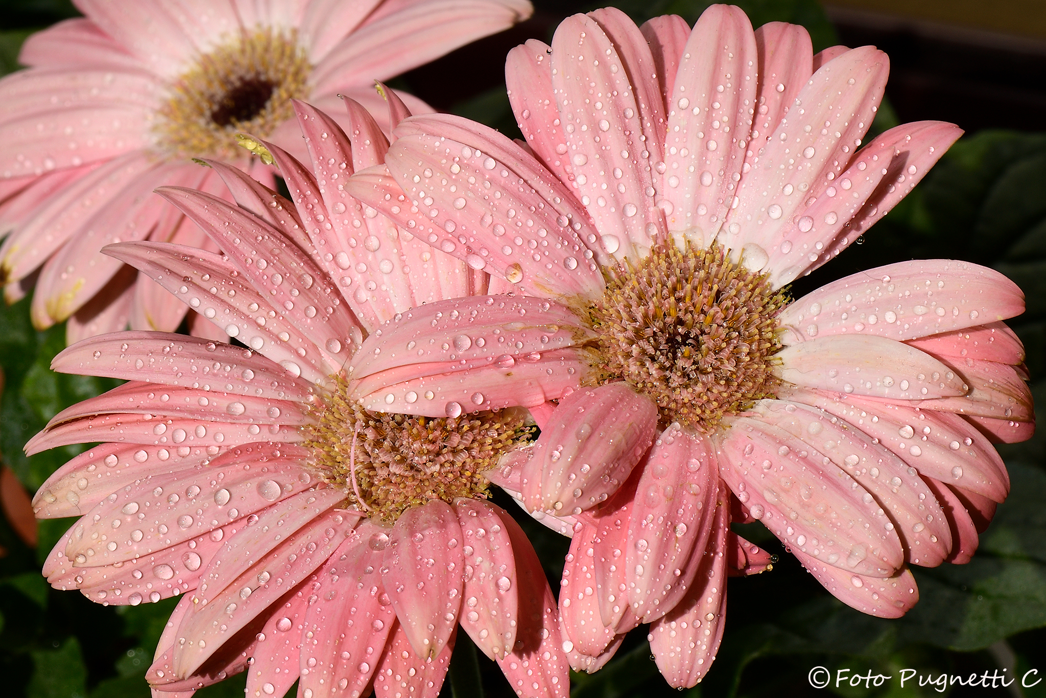 Gerberas