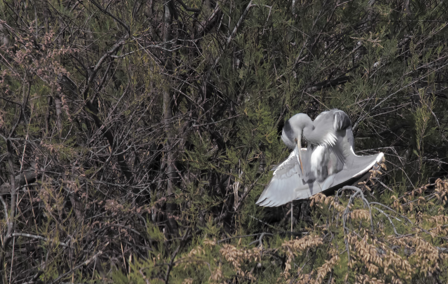 cinerino in preghiera