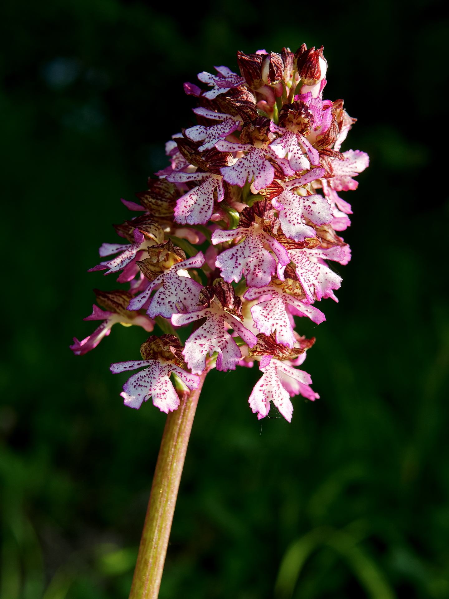 Orchis Purpurea