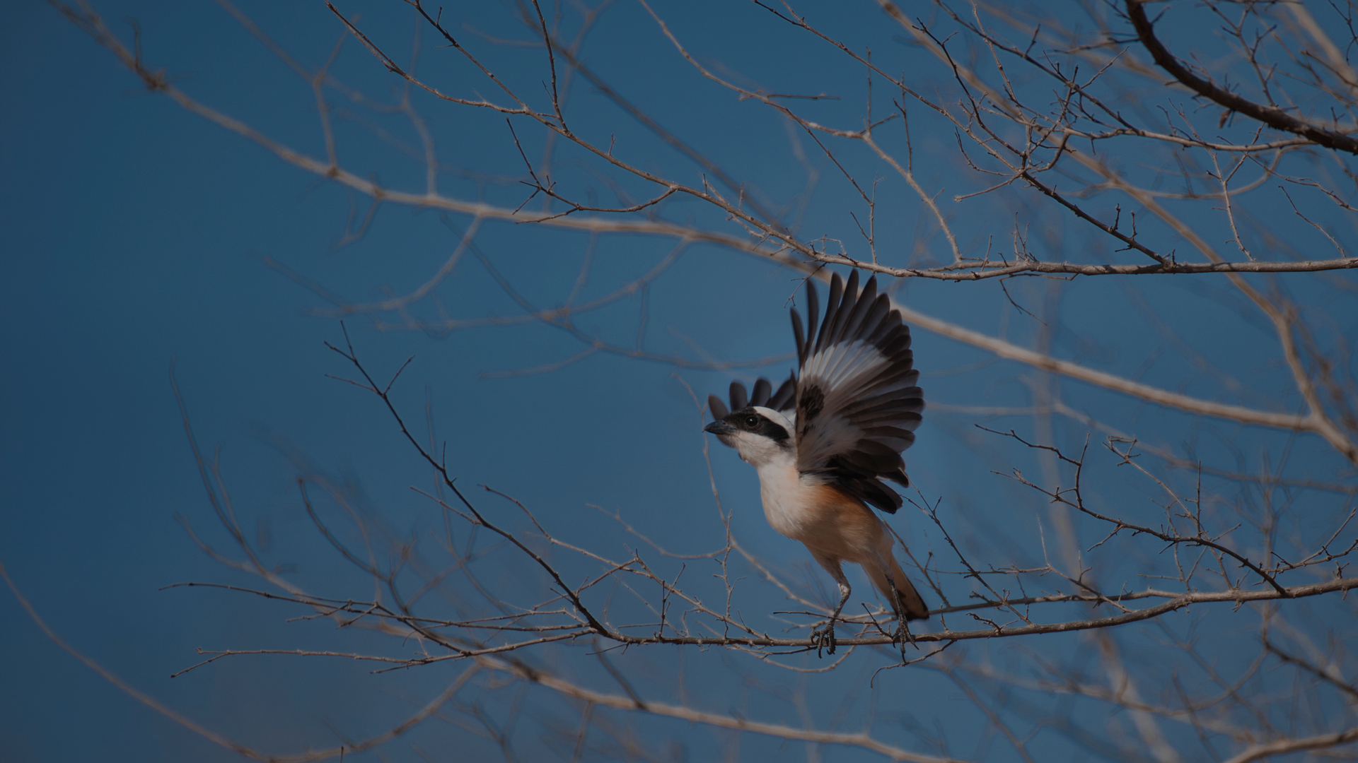 Great Grey Shrike (Lanius)