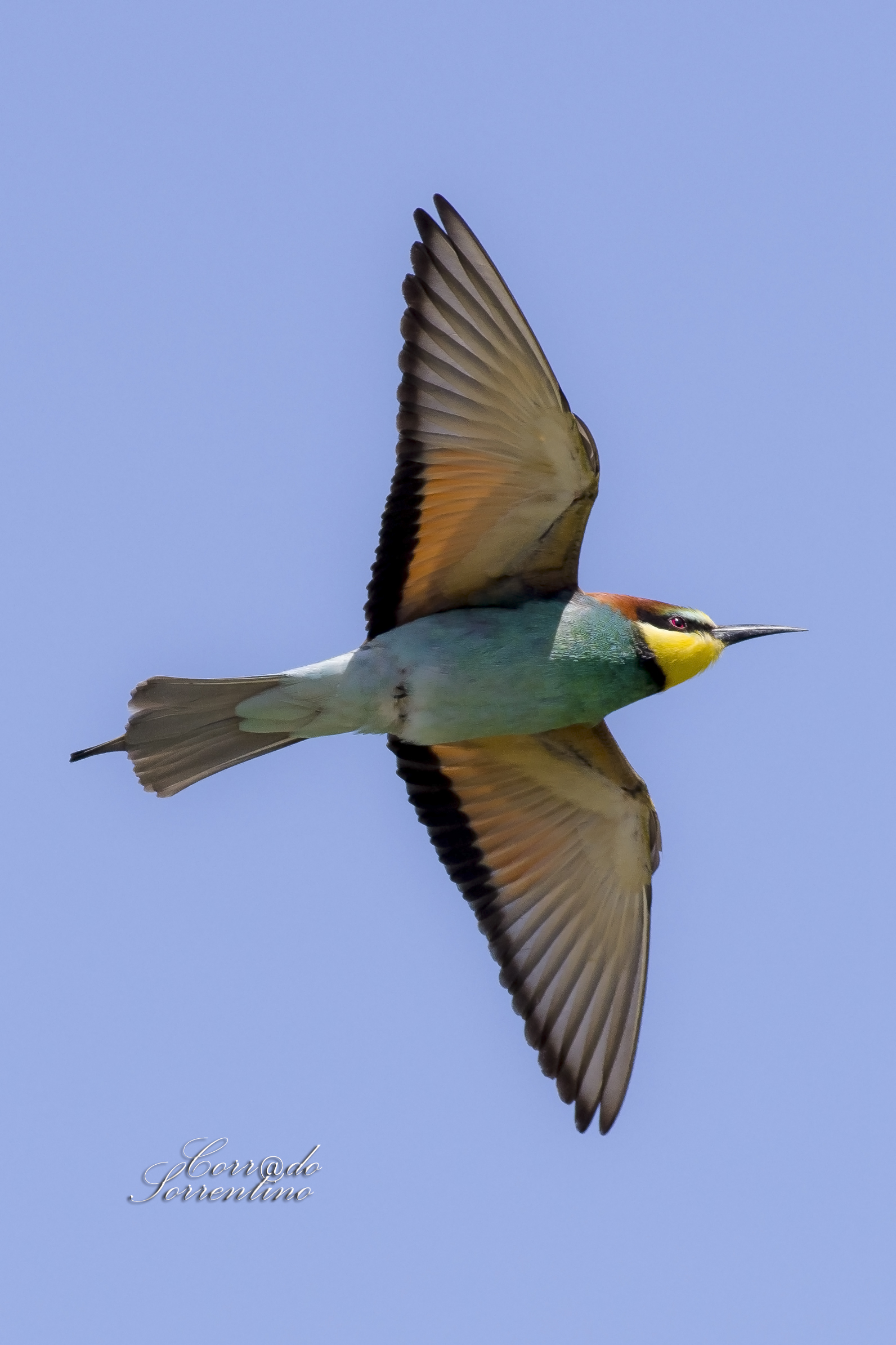 Bee-eater