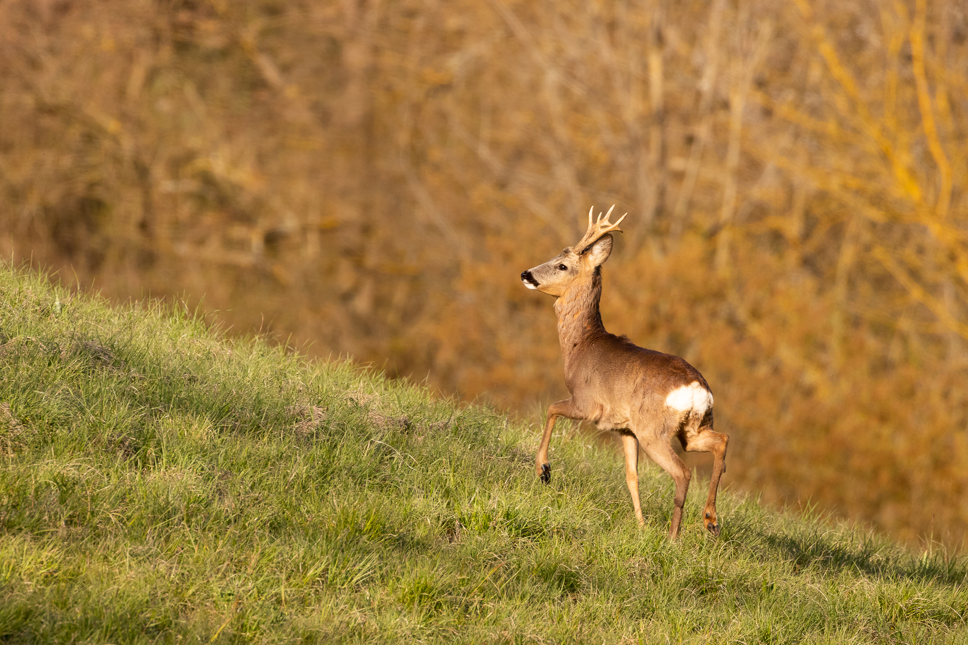 Capreolus capreolus (Capriolo)