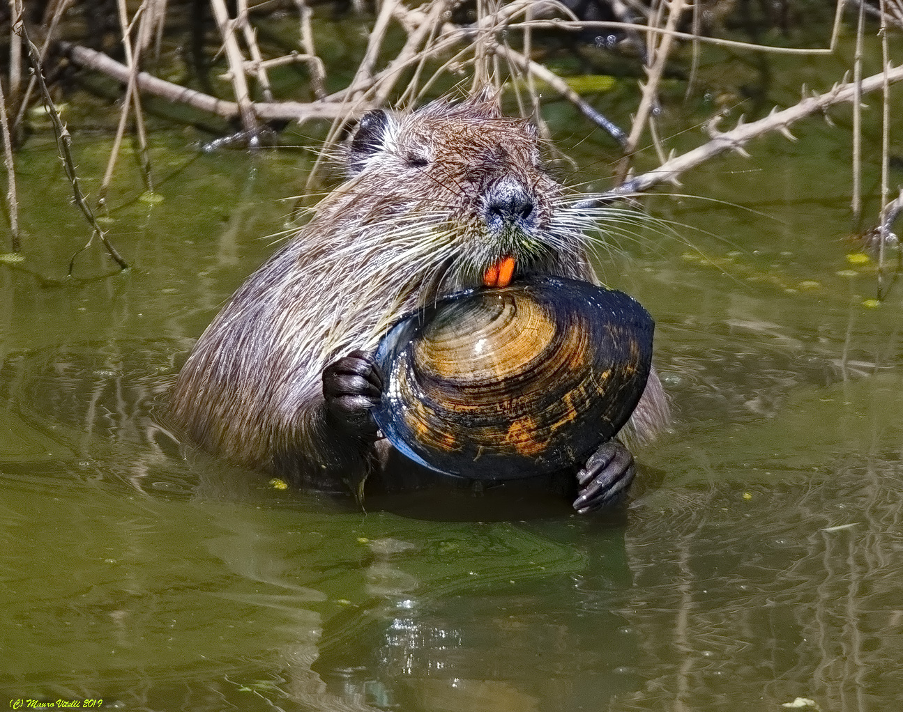 The snack of Nutria (freshwater Cozza)