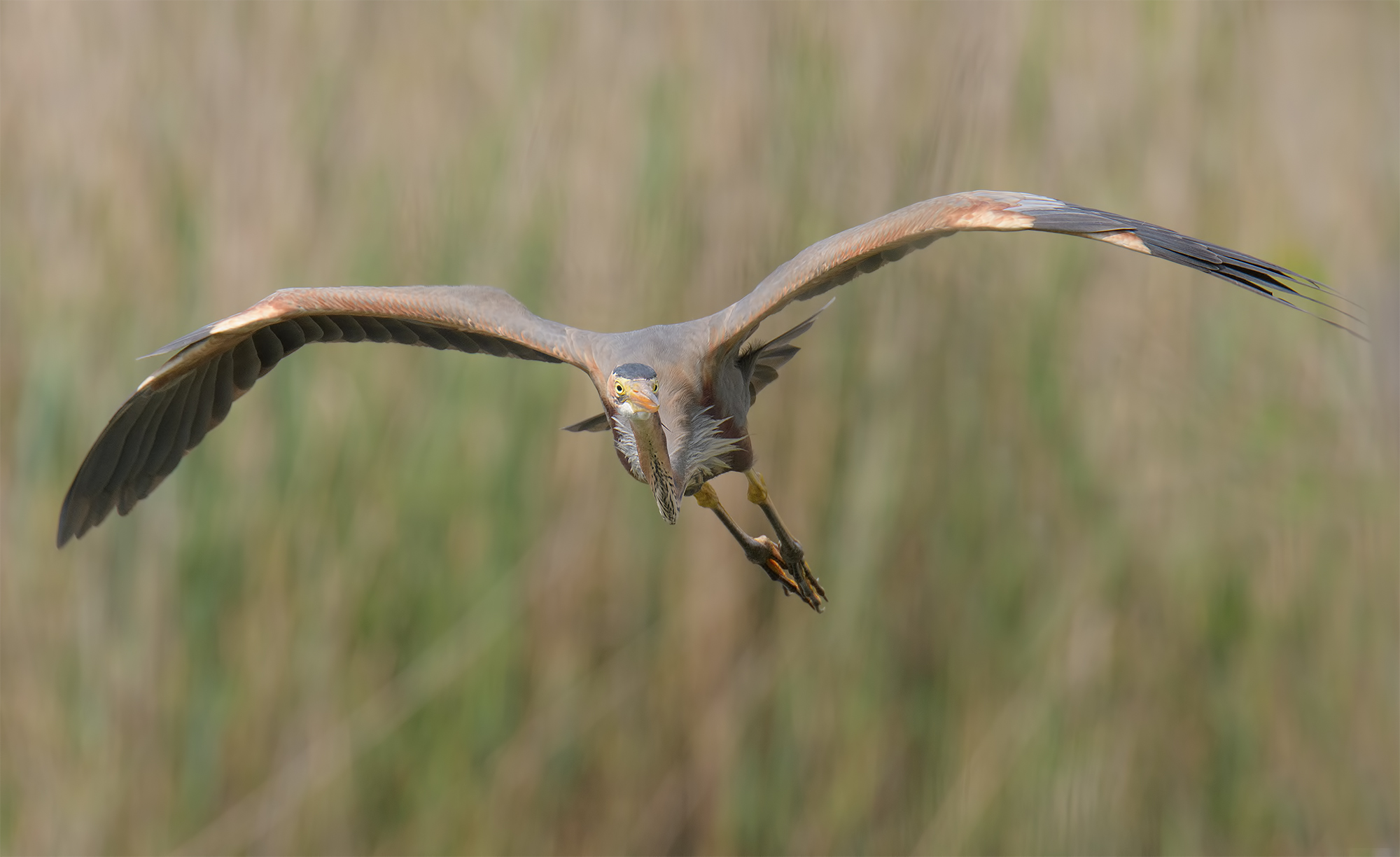 Airone Rosso in volo- Oasi lago di porta.