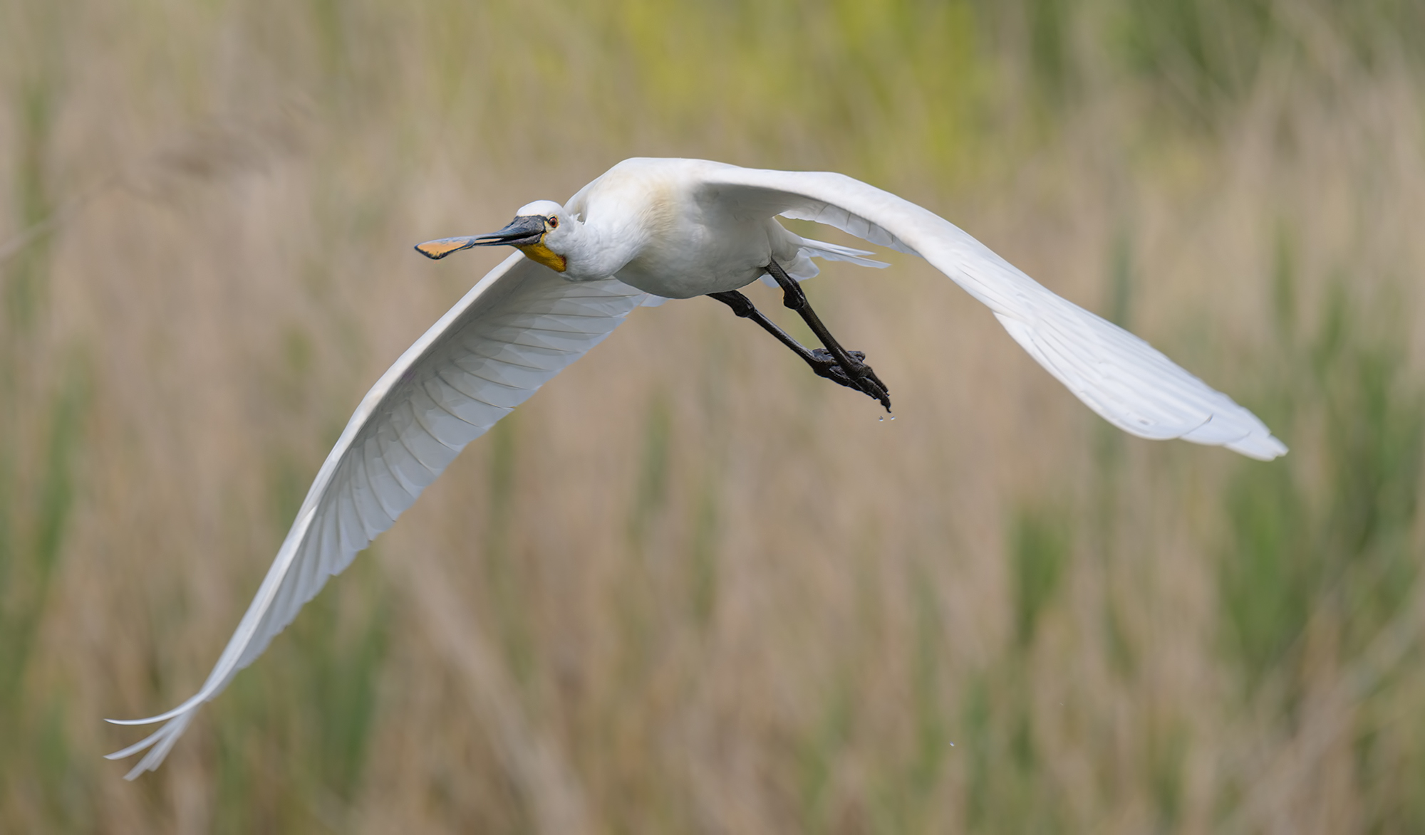 Spatola in volo- Oasi lago di Porta