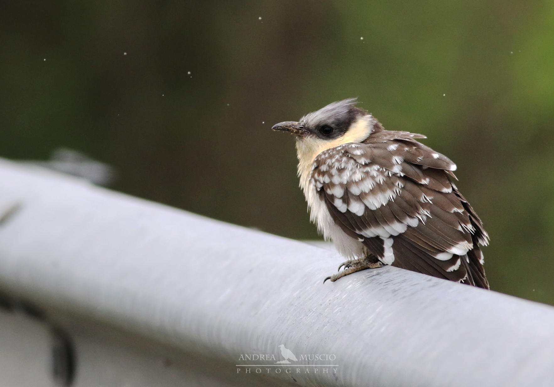 The Guardian of the street, cuckoo-ass