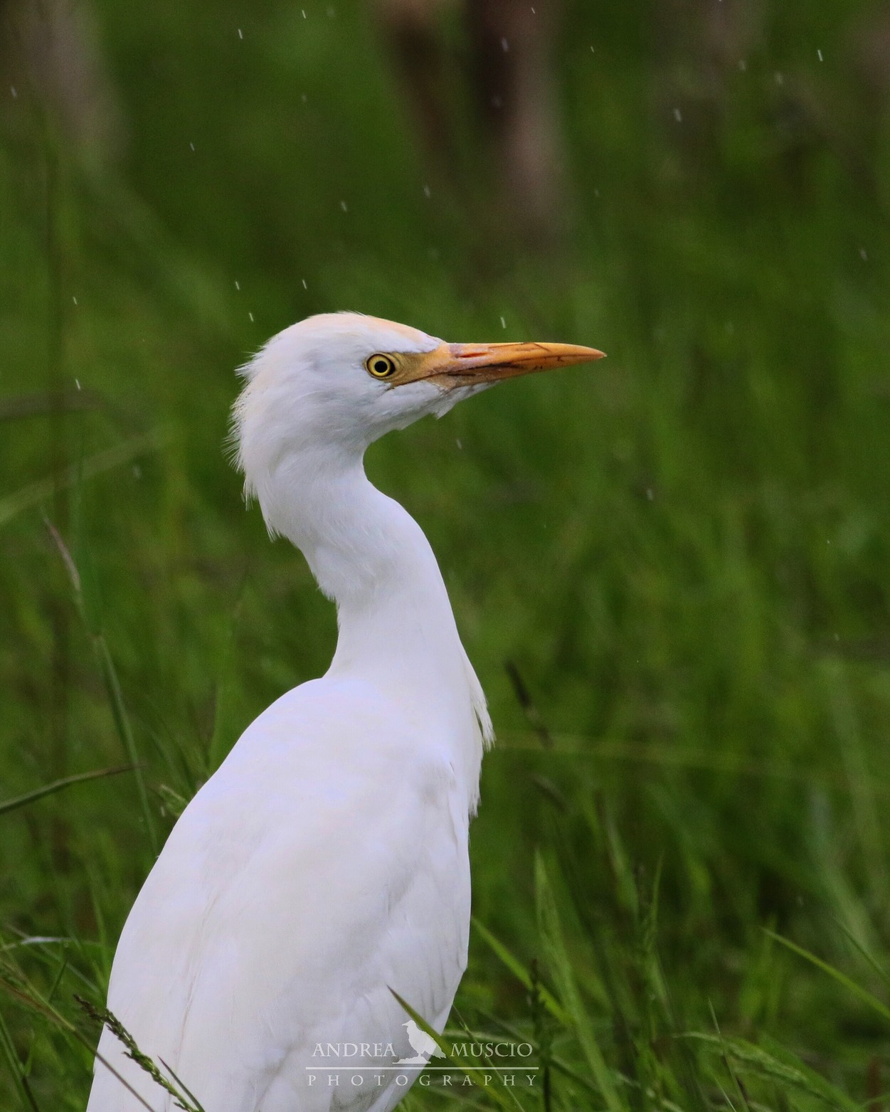 In the rain, Heron looks oxen