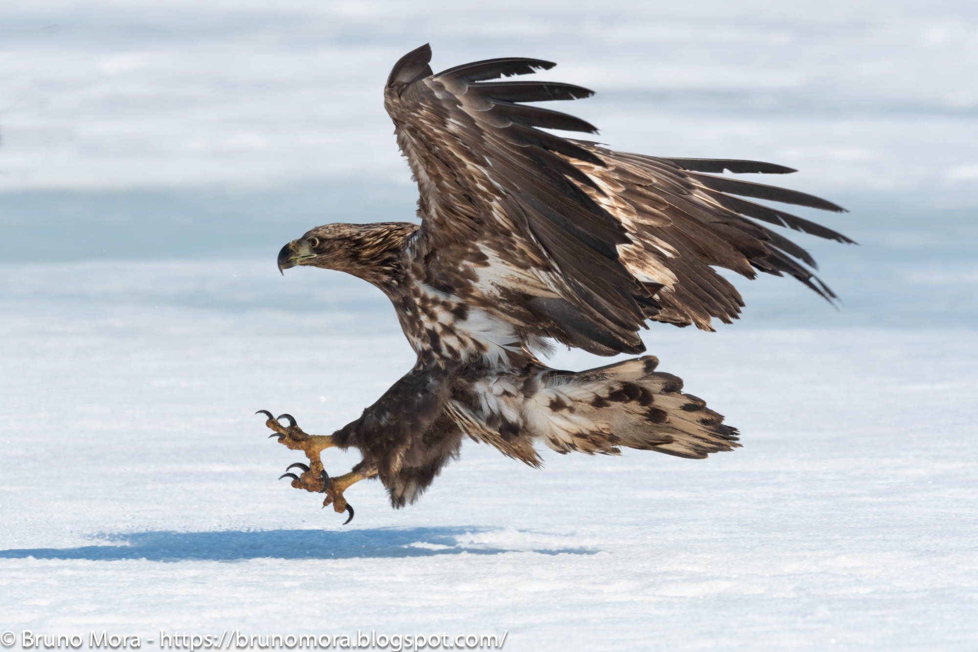 White tailed eagle landings on ice.