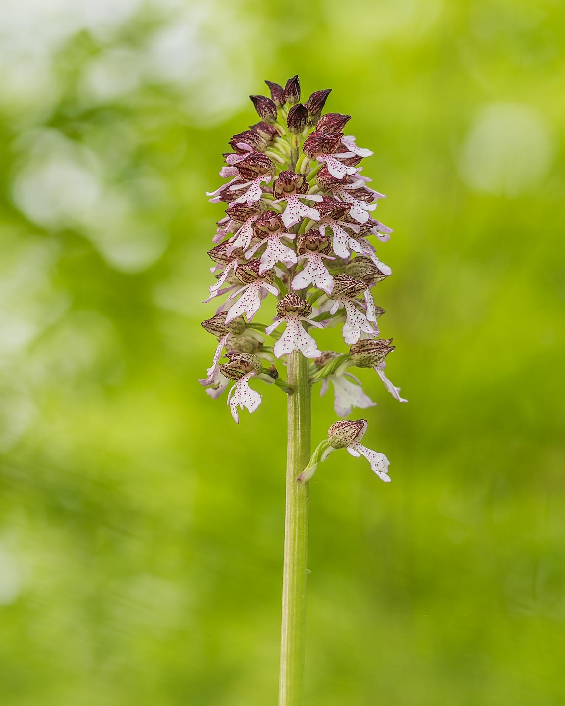 Orchidea maggiore