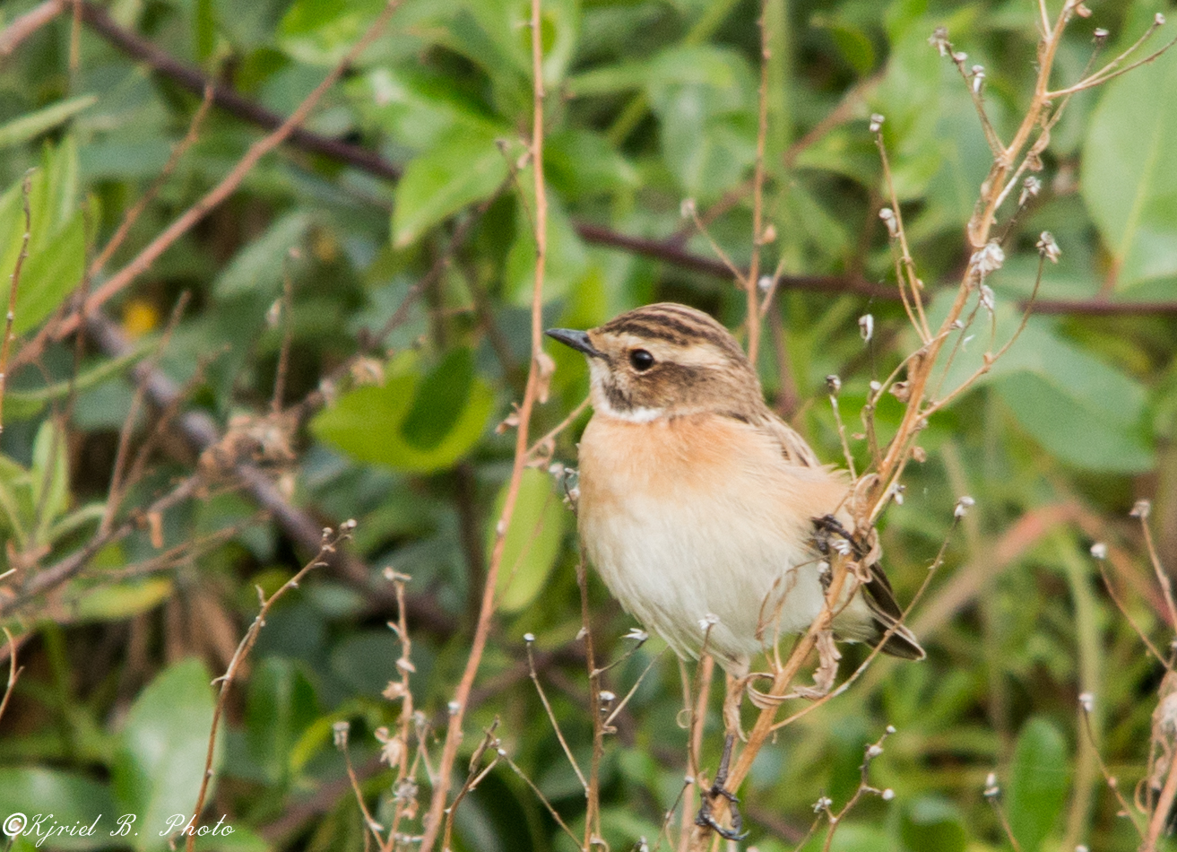 Cisticola Juncidis