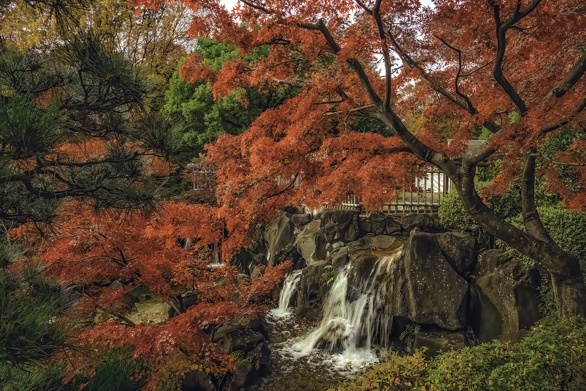 Momiji in Fuchu Park