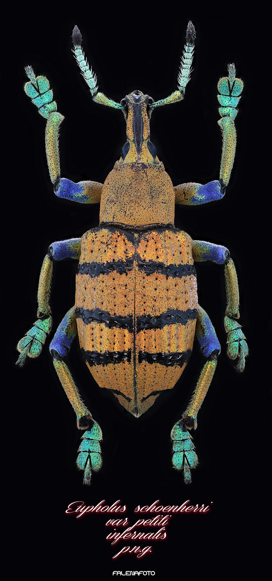 Eupholus Schoenherri Petiti