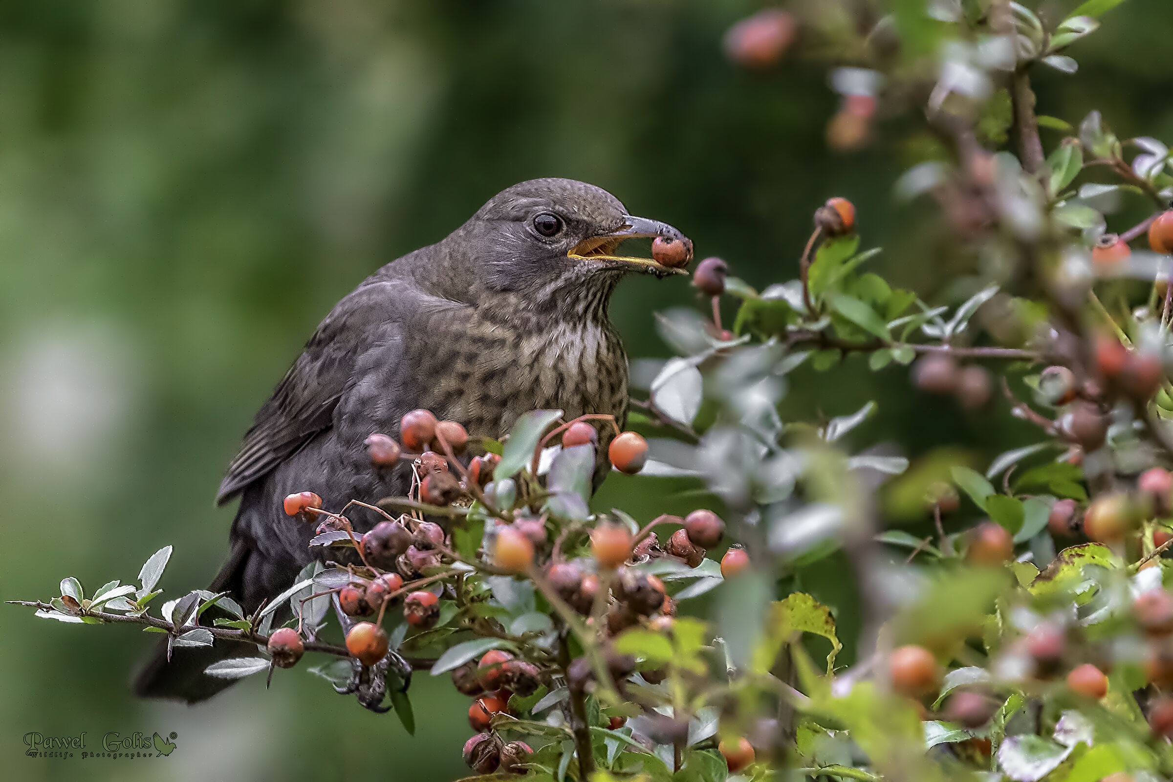 Blackbird comune (Turdus merula)-colazione