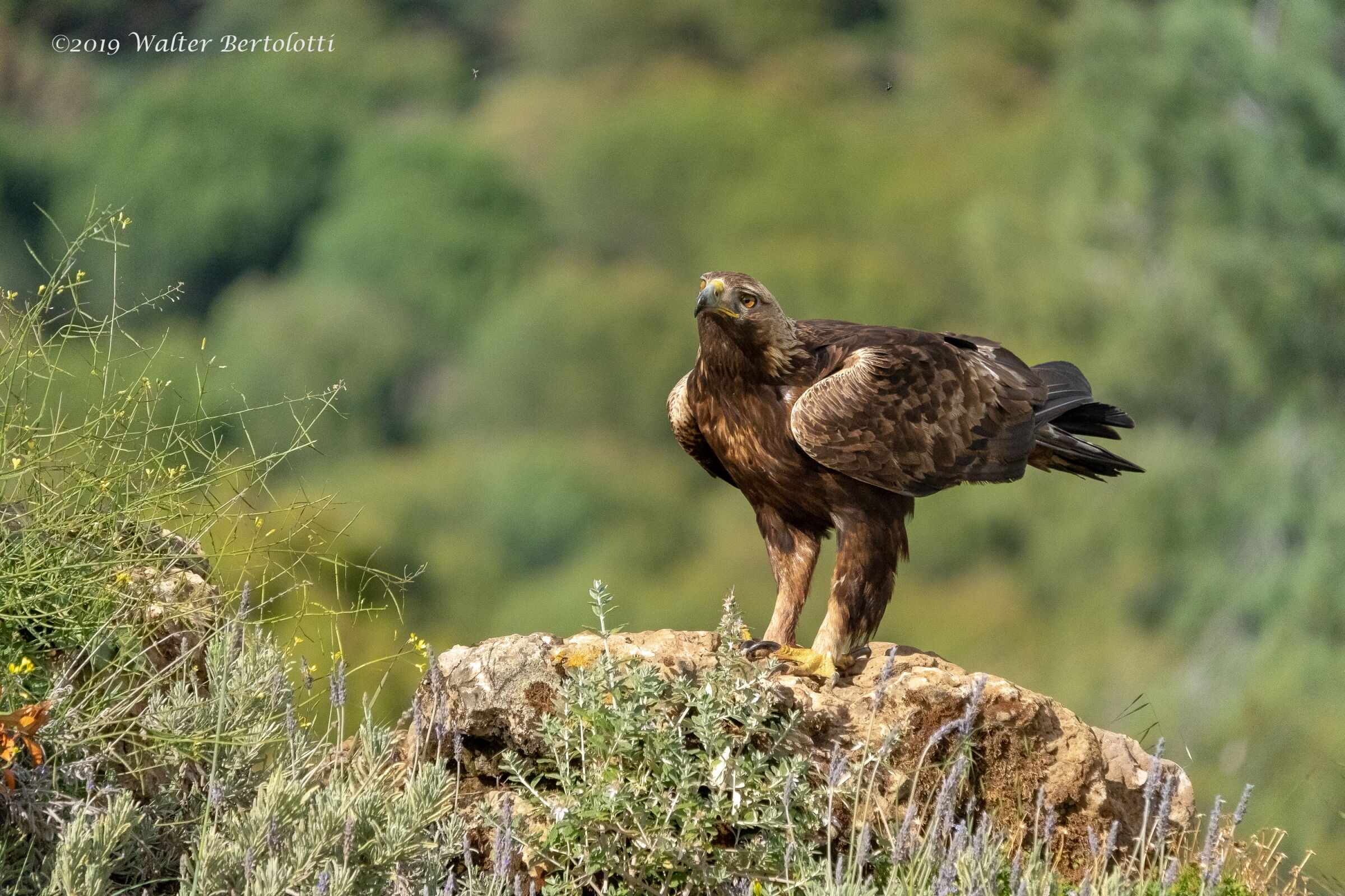 sei solo un piccolo insetto