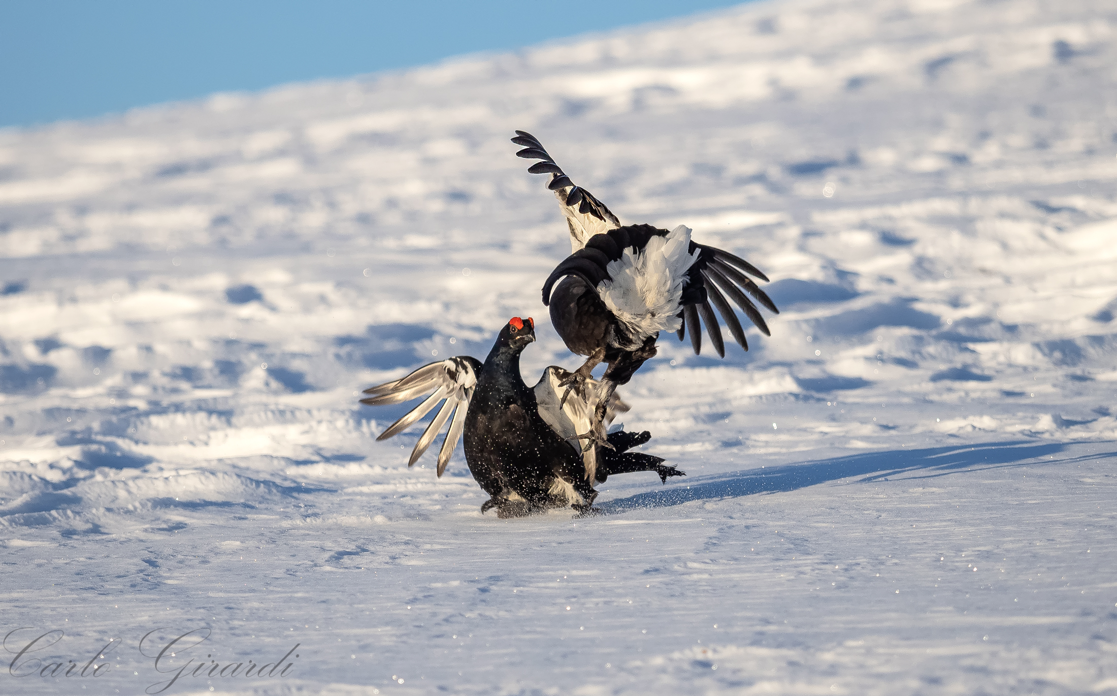 The skirmishes continue. Gallo Forcello