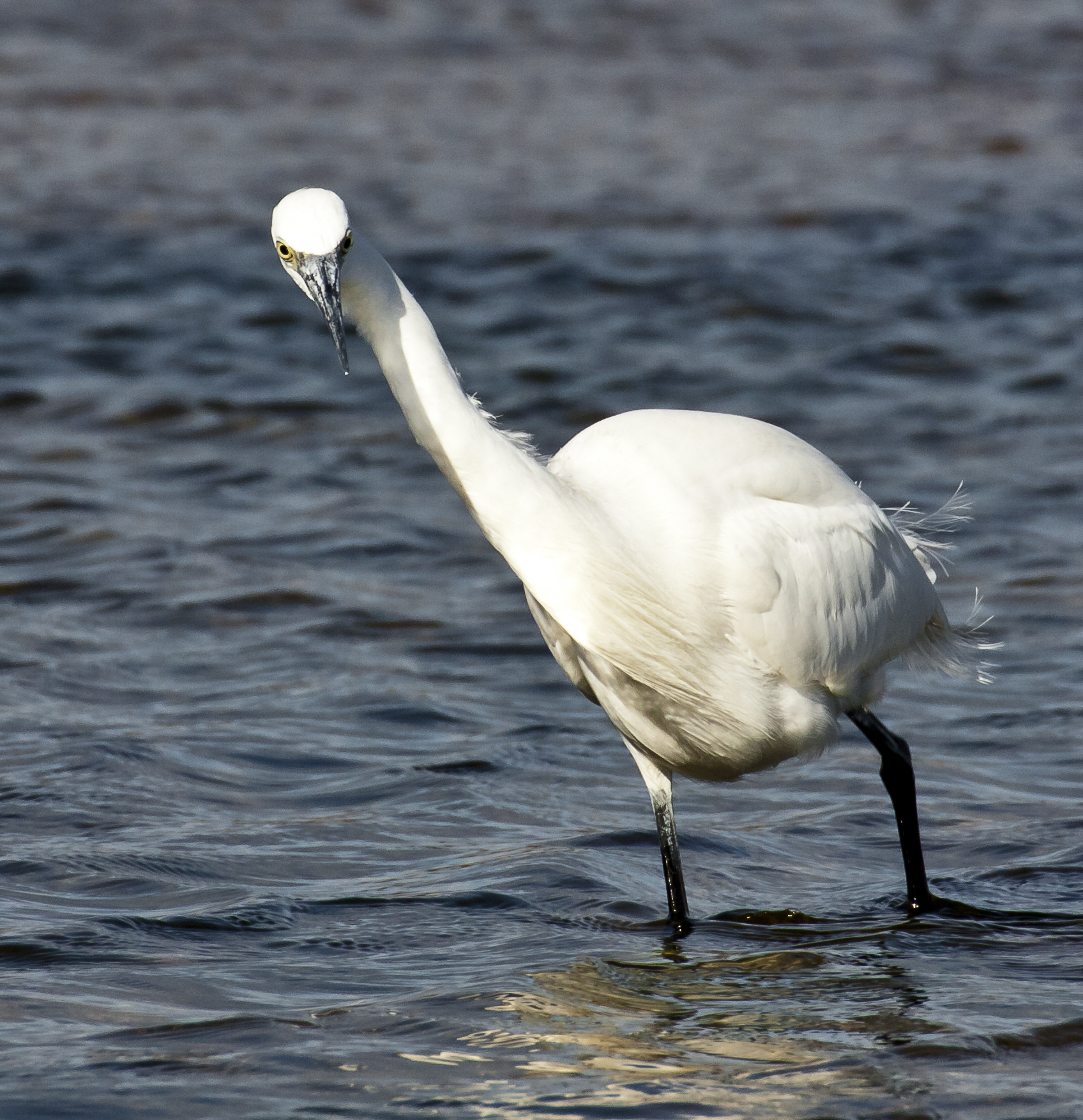 Egret curious