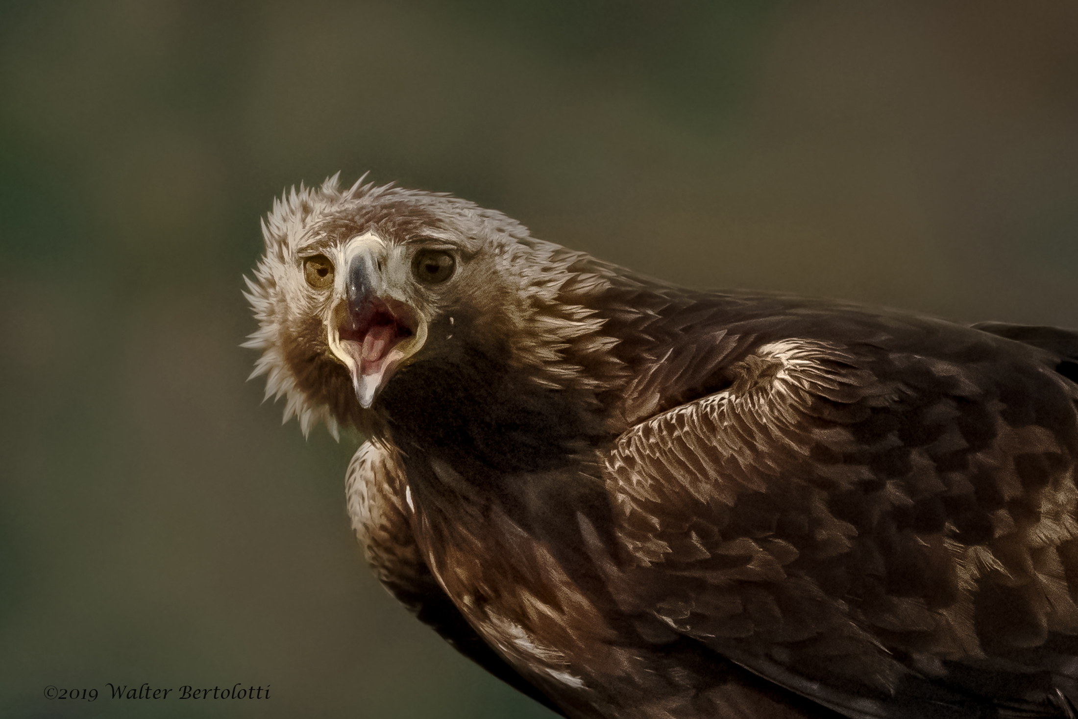 il grido della regina