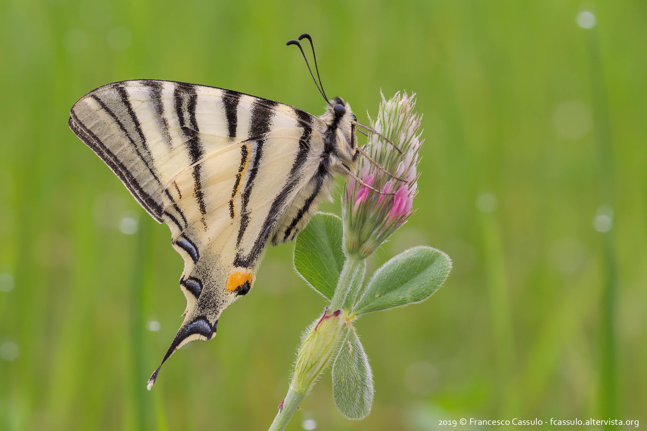 Iphiclides Podalirius (Linnaeus, 1758)