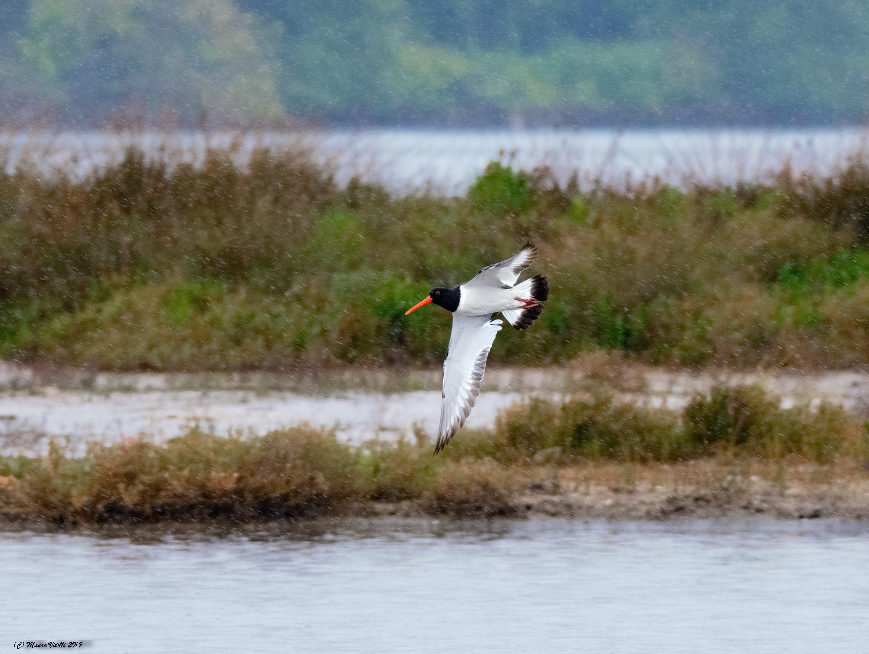 Sea woodpecking (Haematopus Ostralegus)