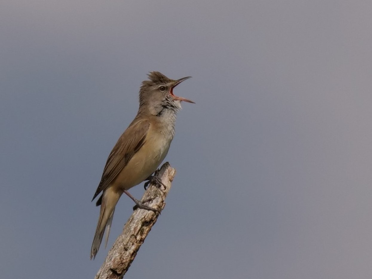 Cannareccione (Acrocephalus arundinaceus)