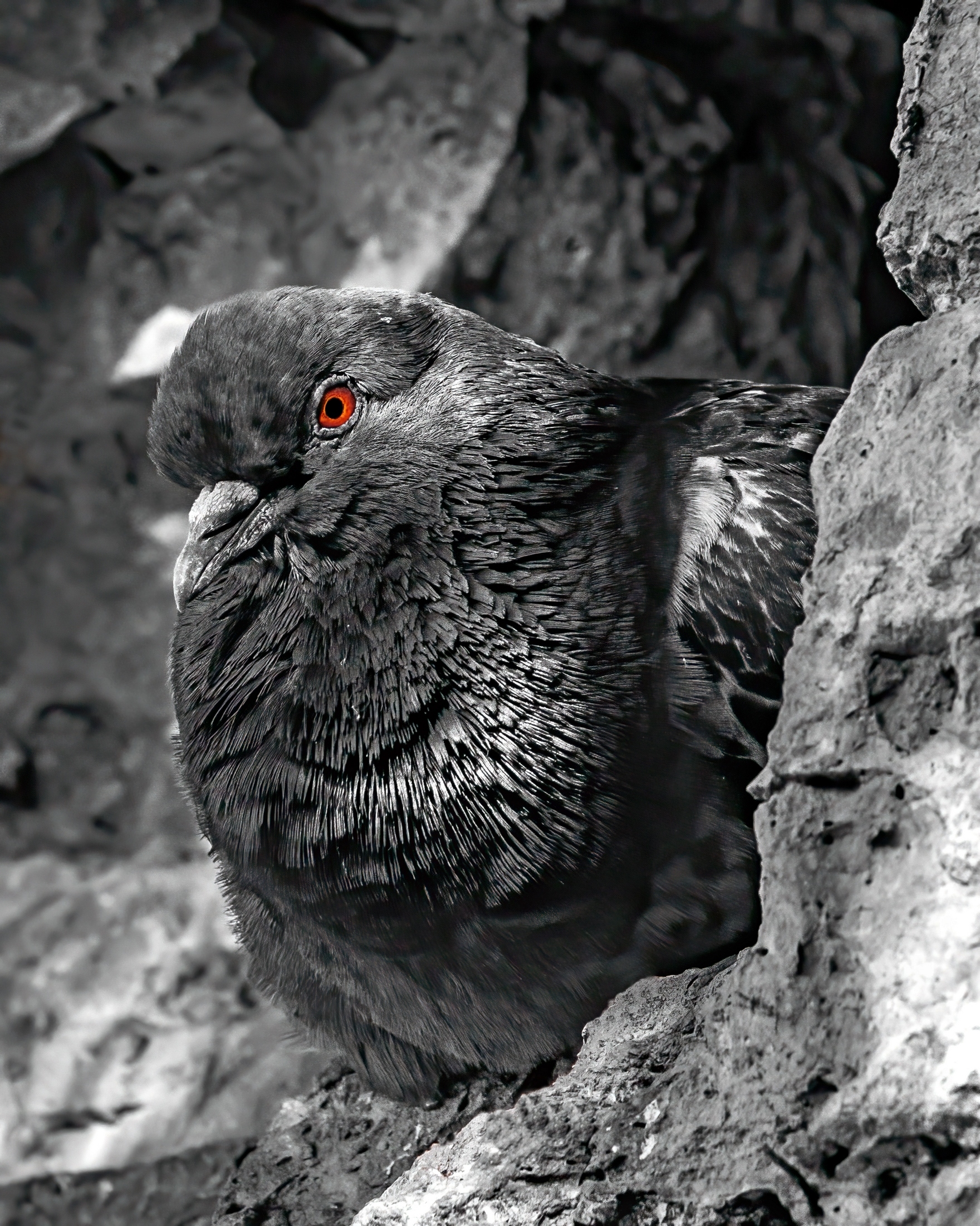 Piccione arrabbiato