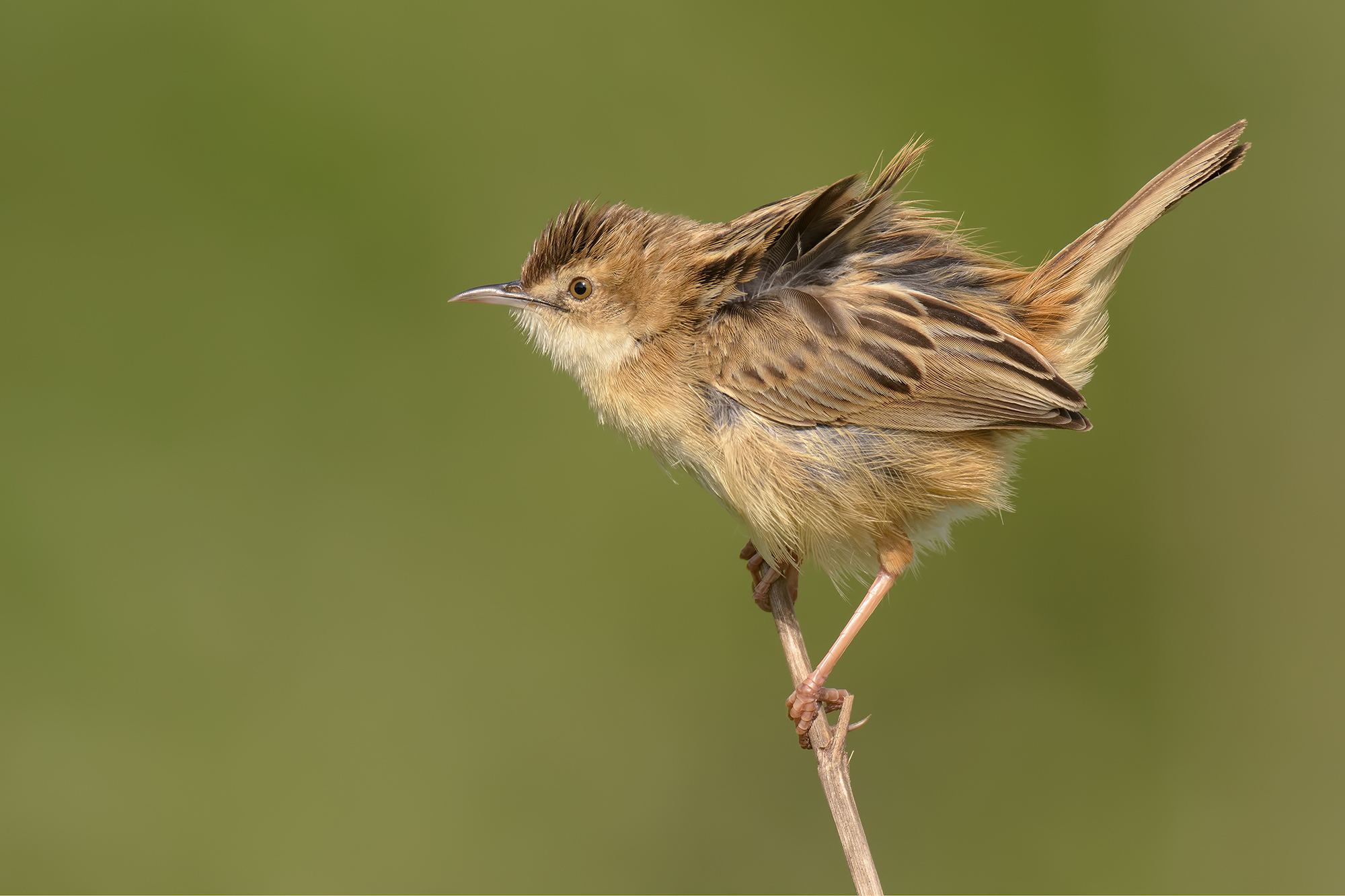 Beccamoschino- Oasi lago di Porta