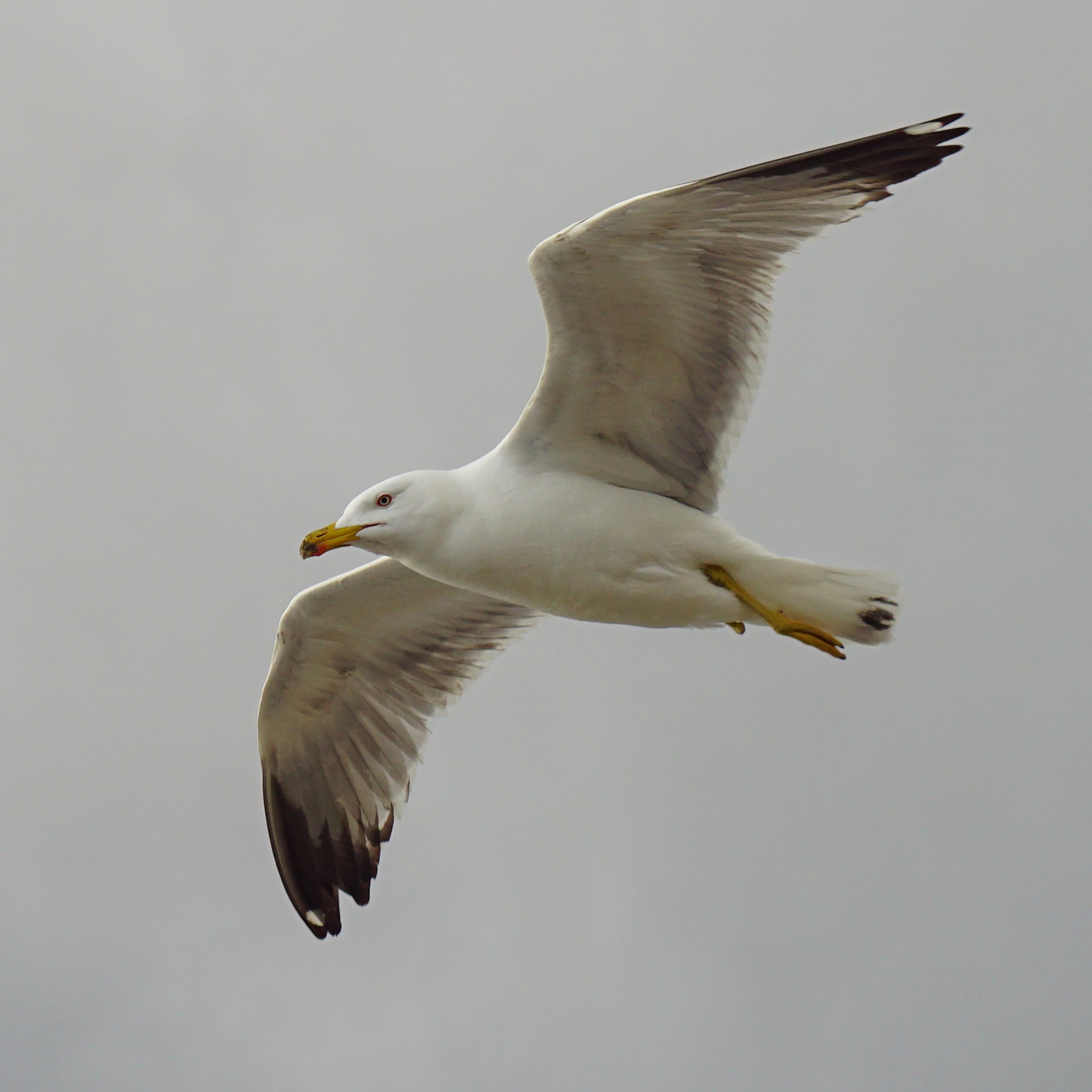 Gabbiano a m.di Carrara