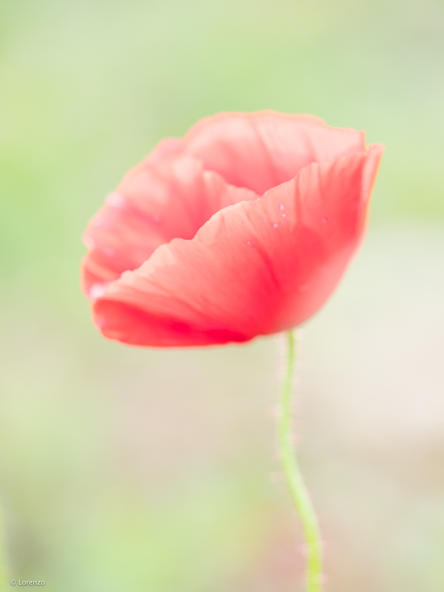 Poppy and Light