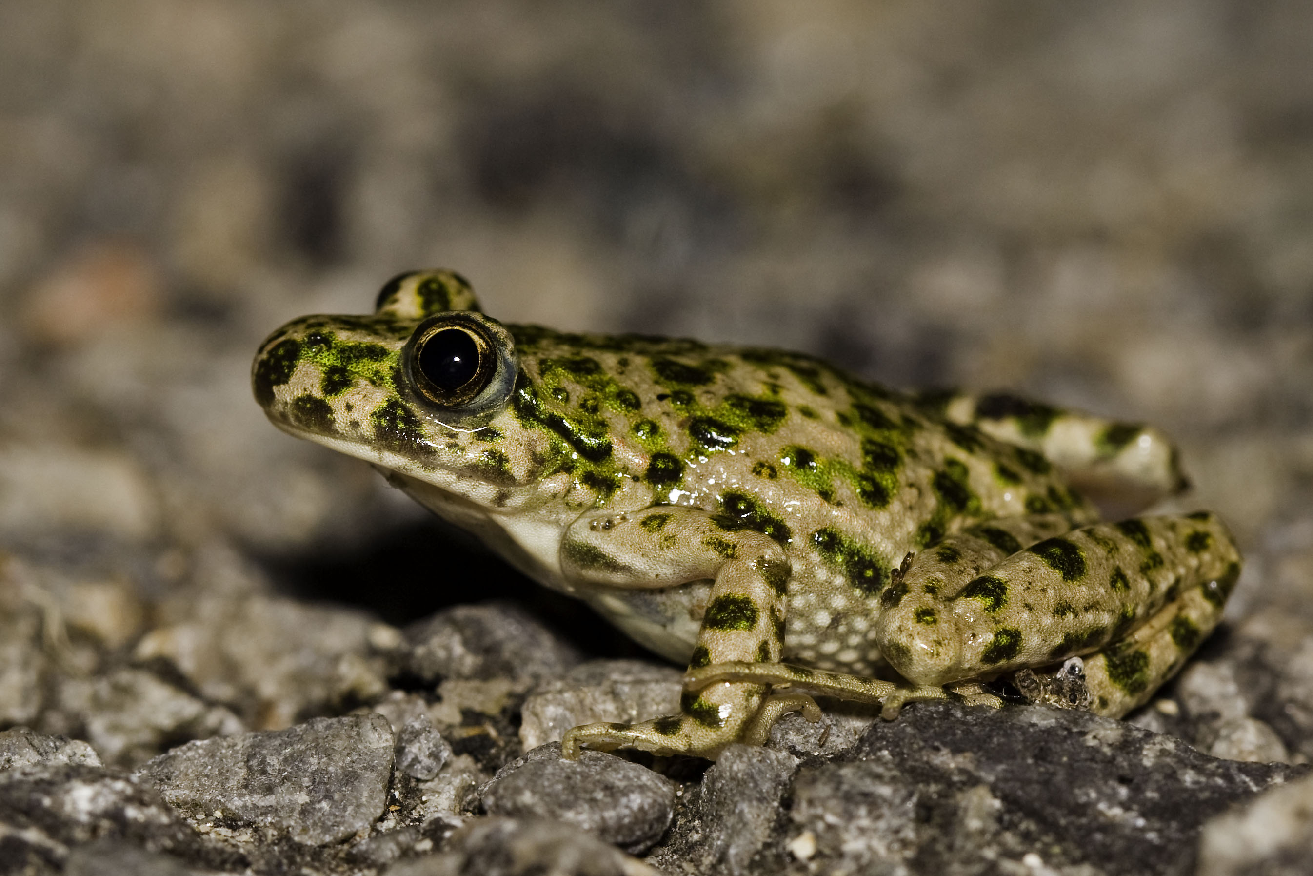 Pelodytes caucasicus