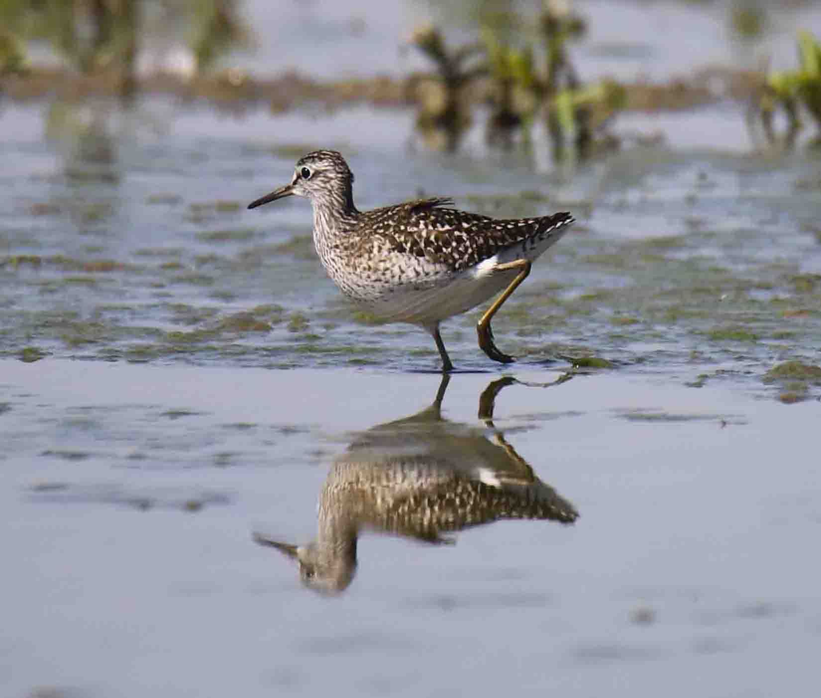 Greenshank