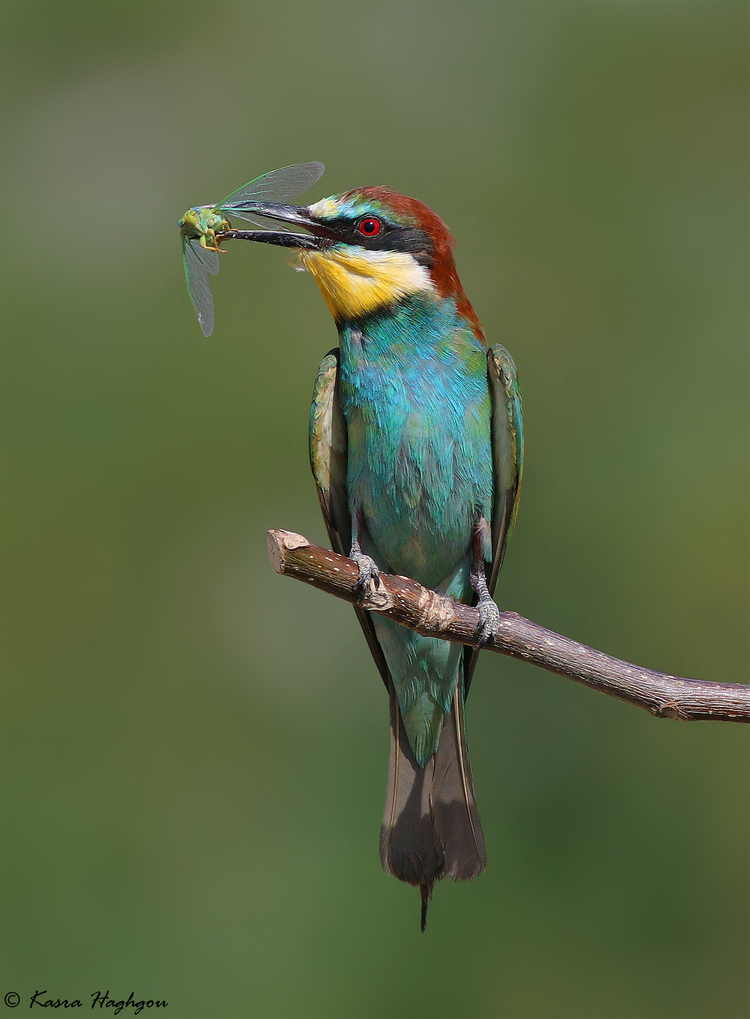 Bee-eater